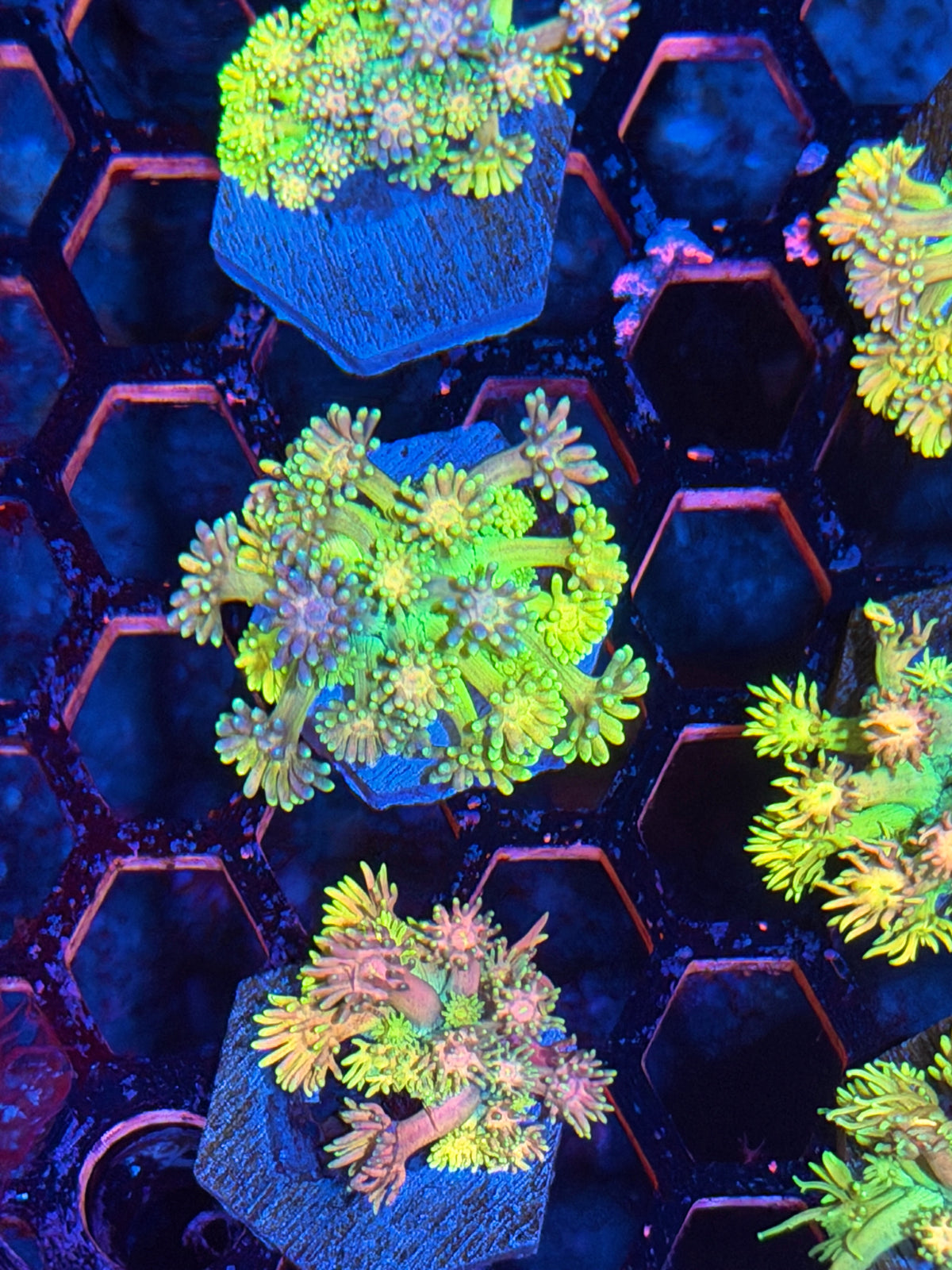 JEA Rainbow Sprinkles Goniopora Coral