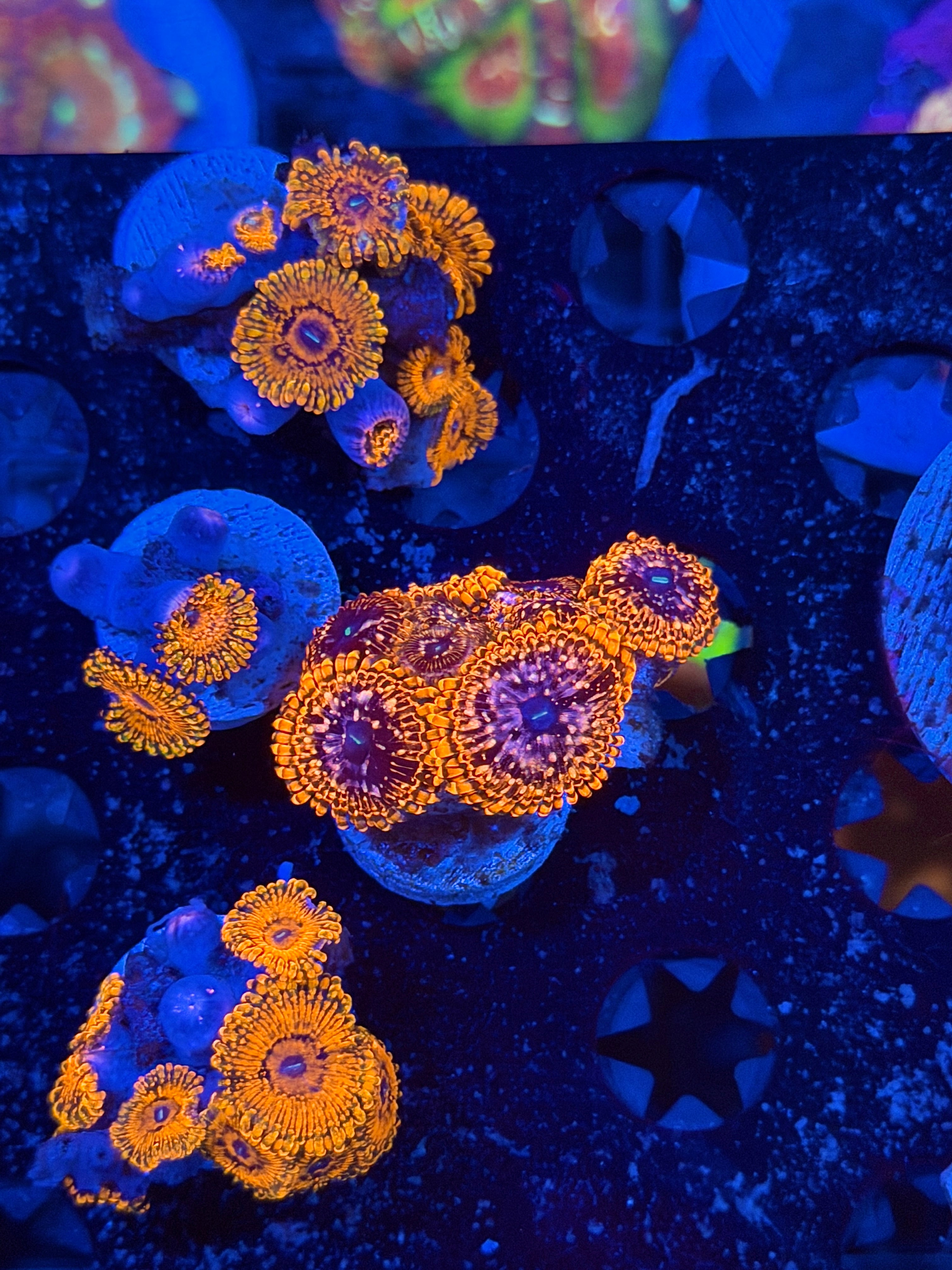 JEA Utter chaos Zoanthid Coral 6 Polyps XL