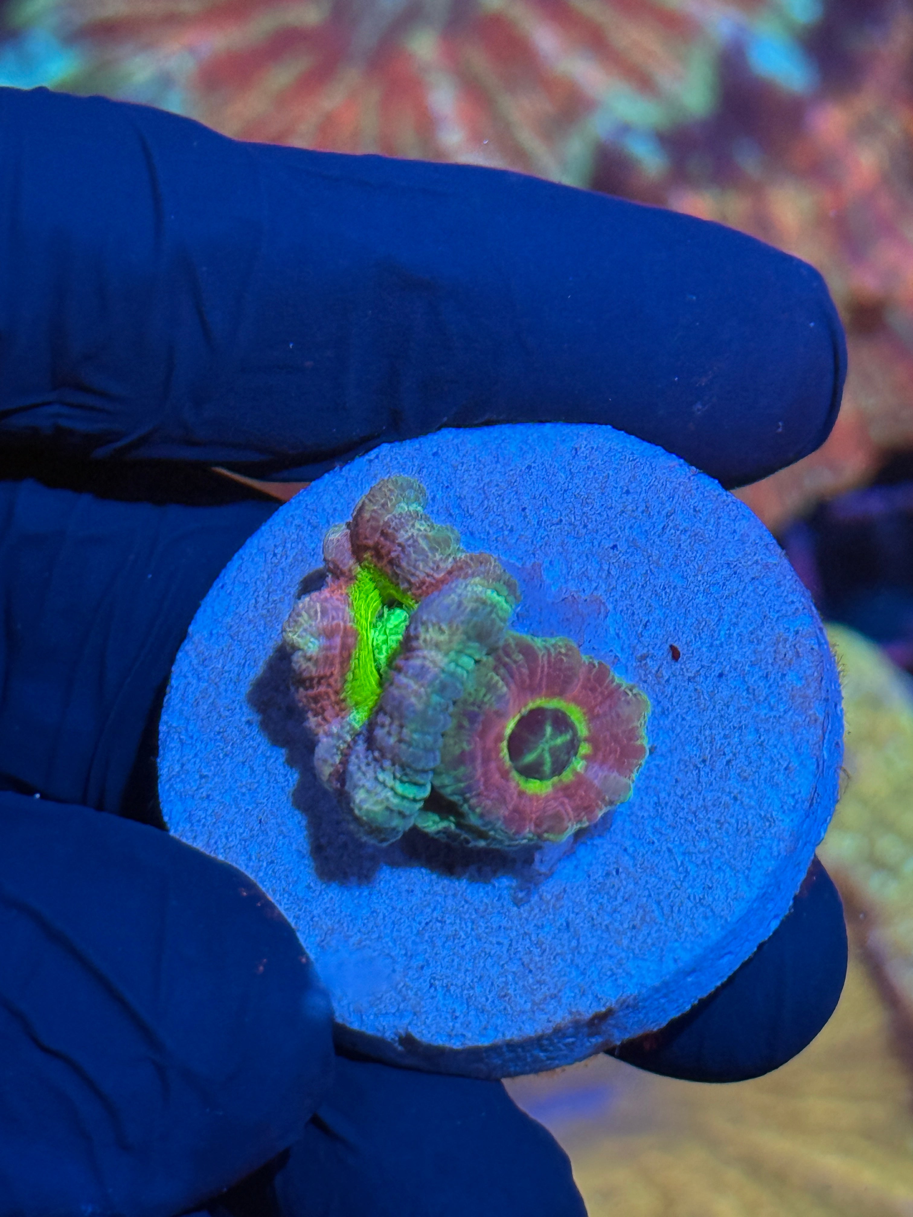 JEA Rainbow Lollipop Asian Acans 2 XL Polyps * NEW RELEASE LIMITED*