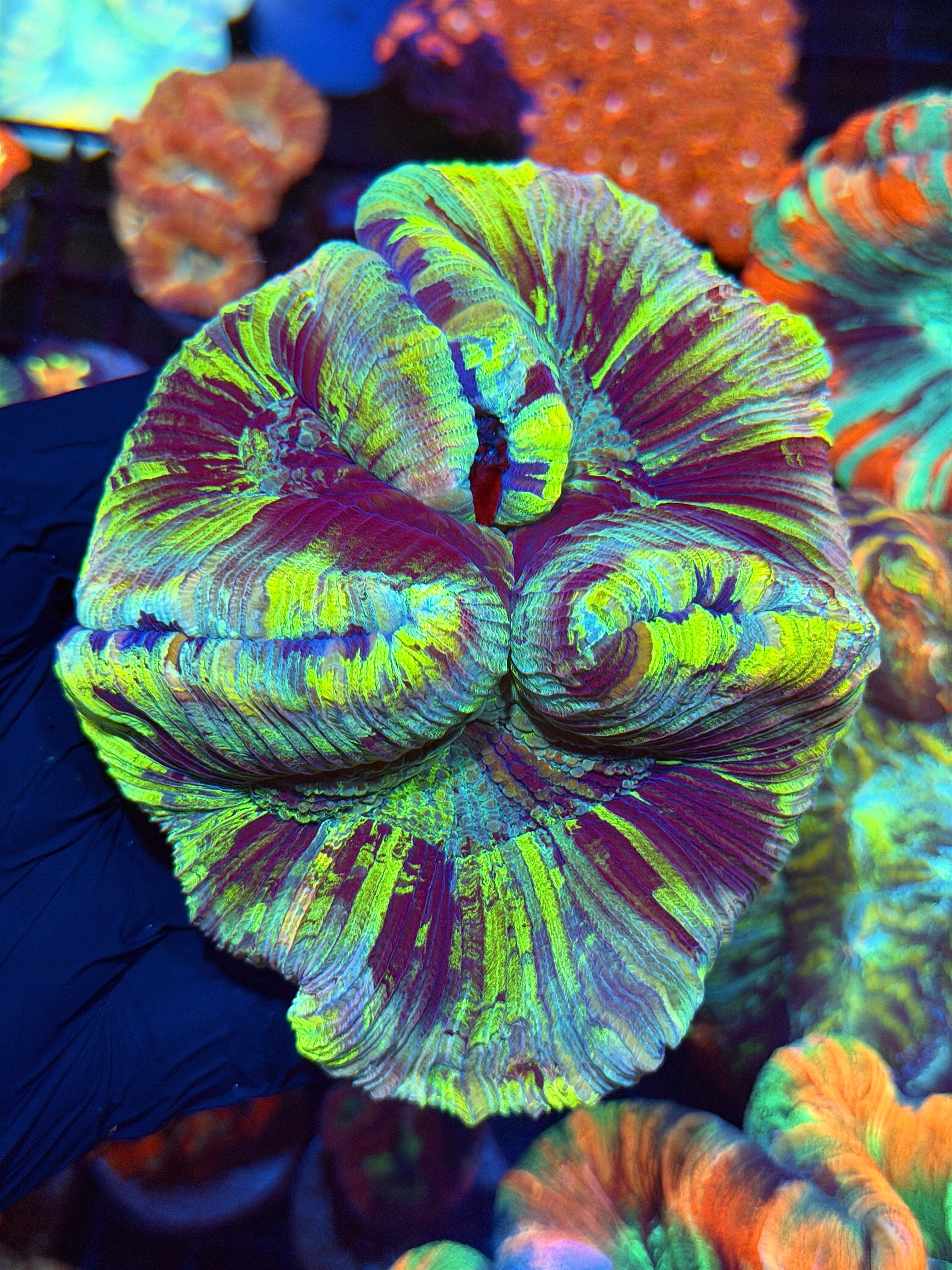 Rainbow Trachyphyllia Meat Coral 5/16