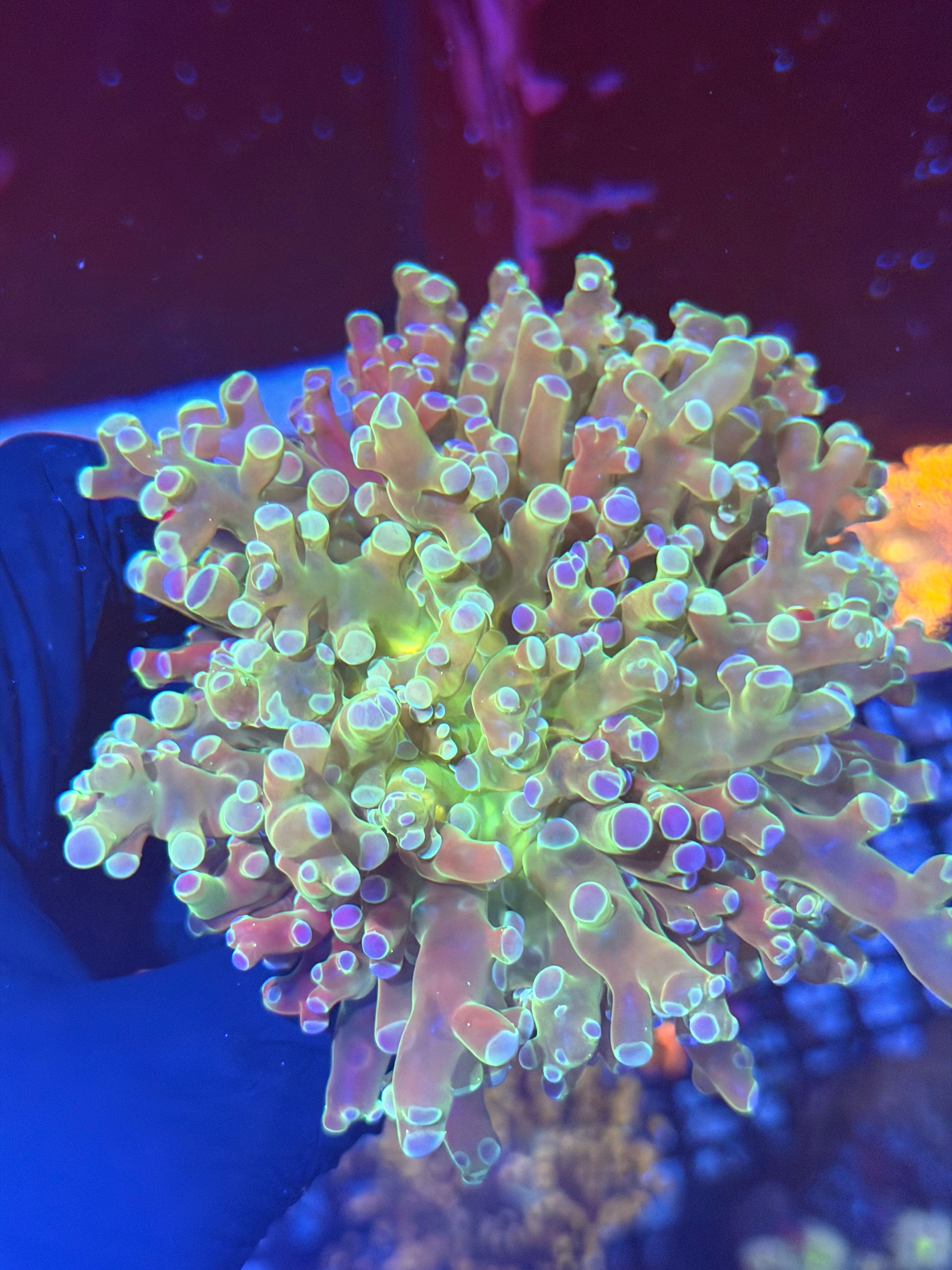 JEA Holy Relic Frogspawn Coral 2 Heads XXXL Show Size 8/7