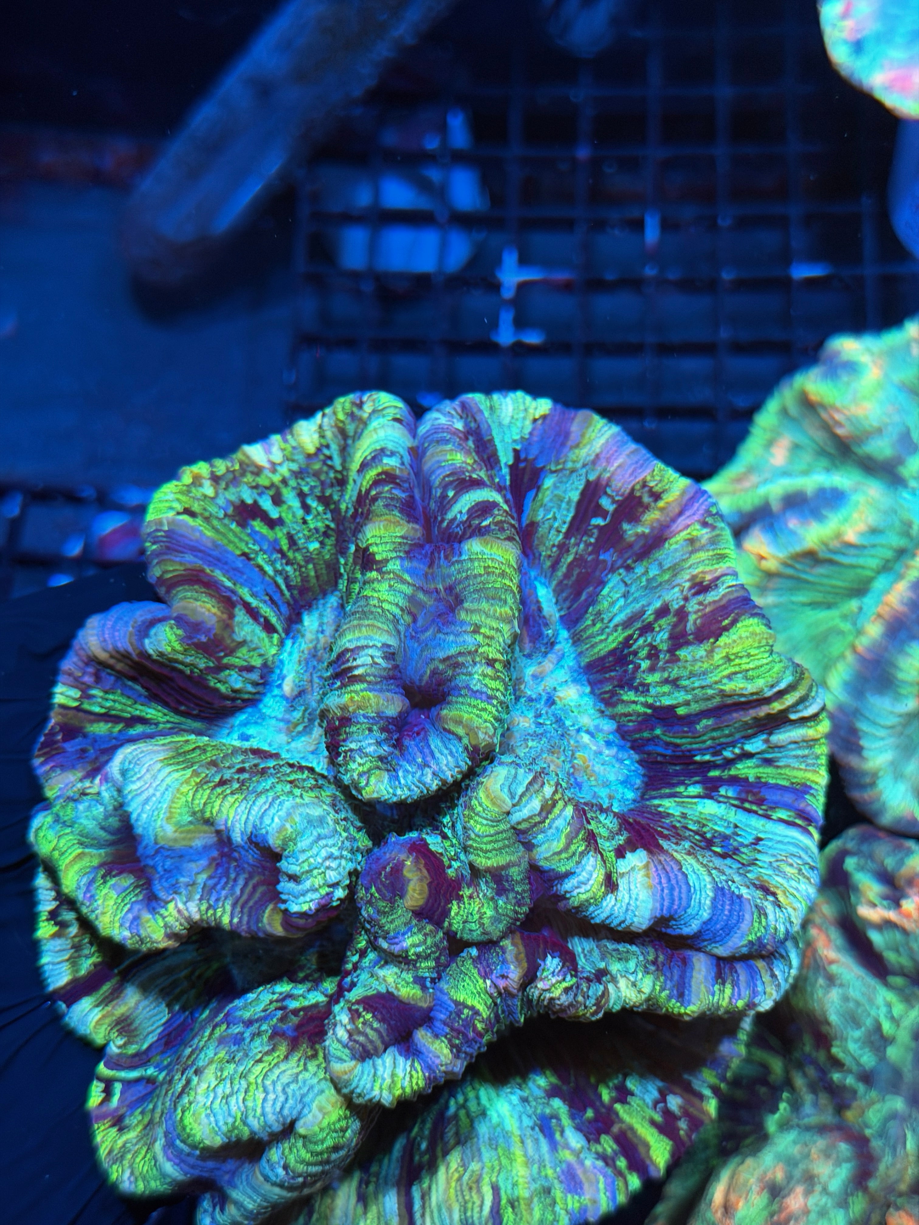 Blue Rainbow Trachyphyllia Meat Coral XXL 6/3