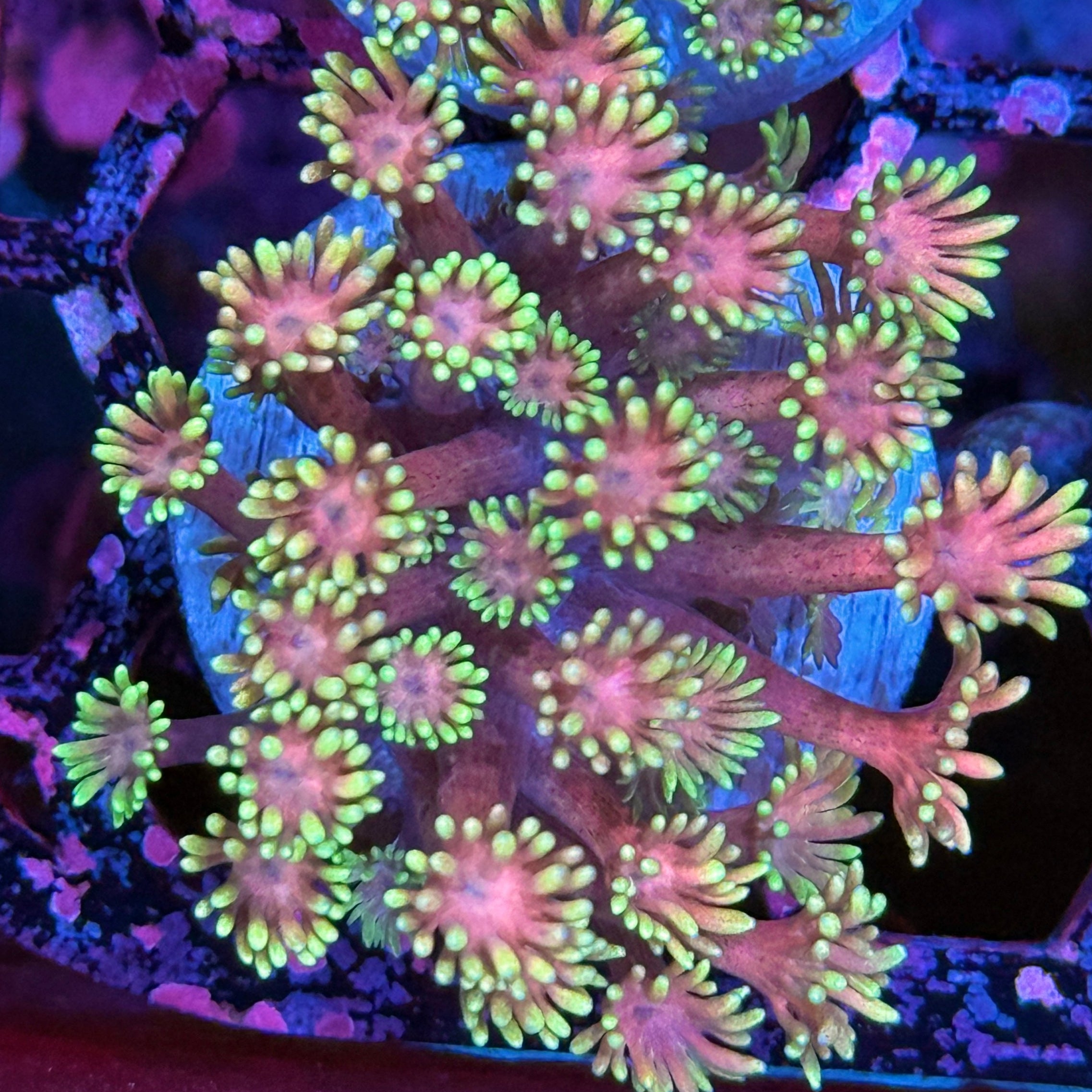 JEA Starry Night Goniopora Coral