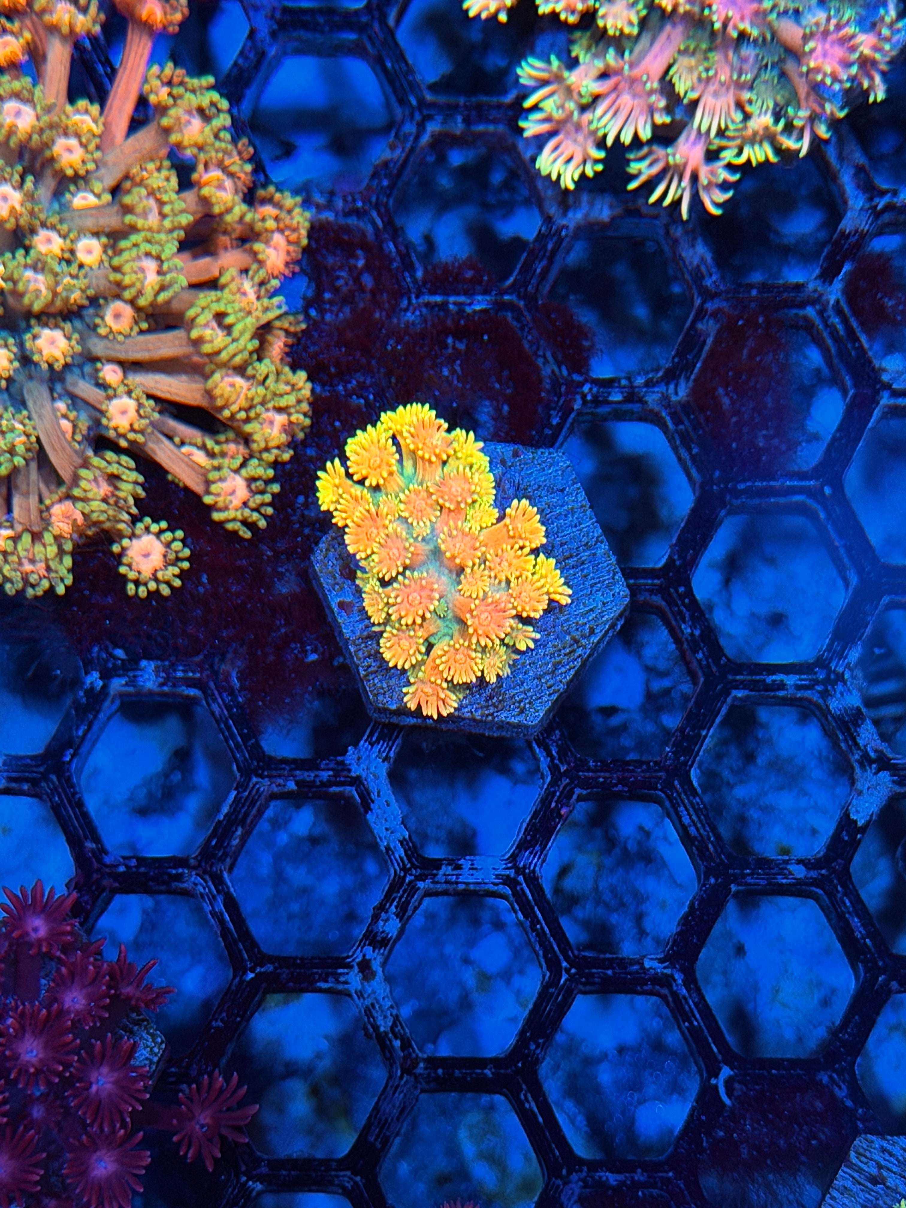 JEA Rainbow Sherbet Goniopora Coral