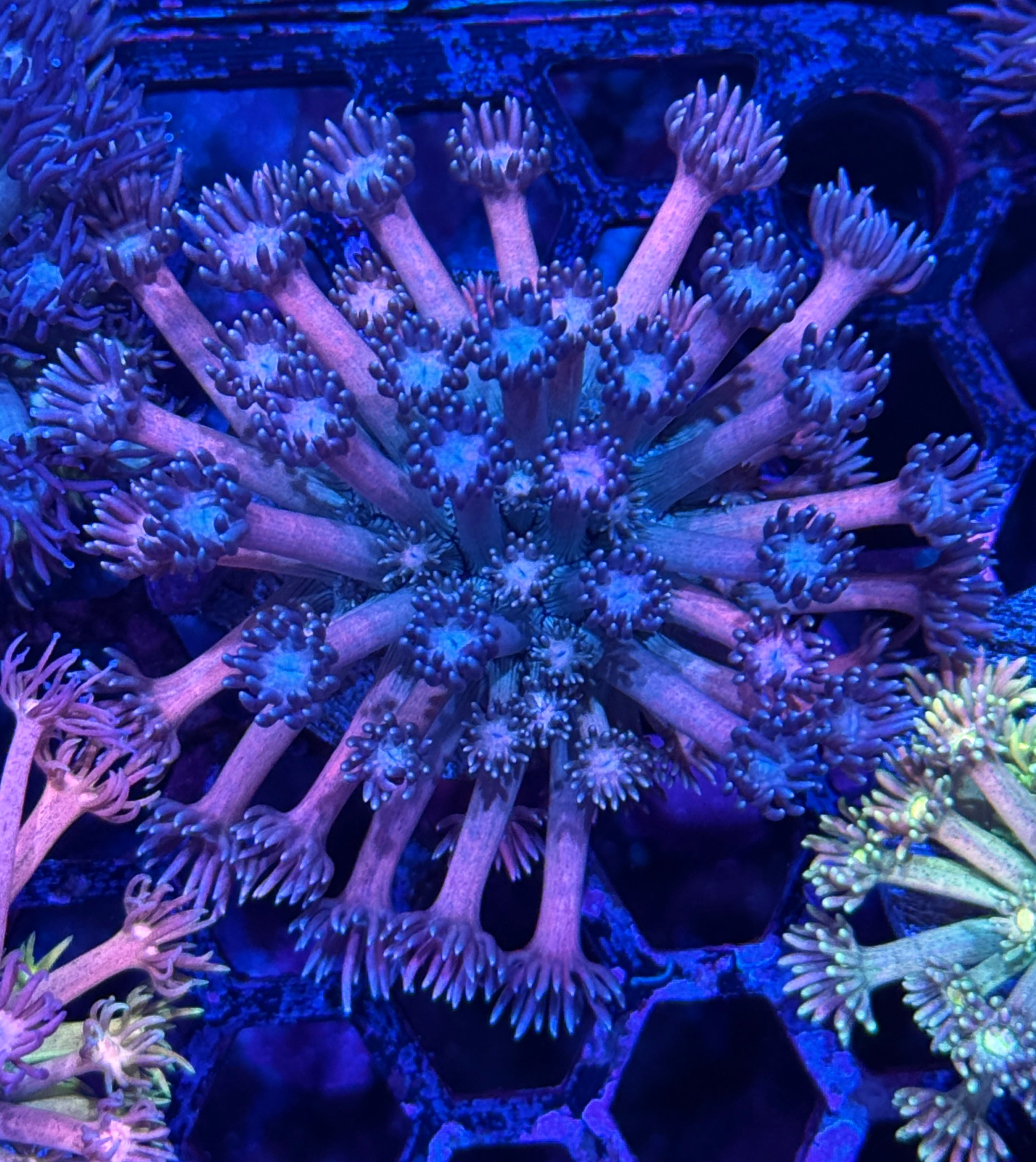JEA Purple Diesel Goniopora Coral XL