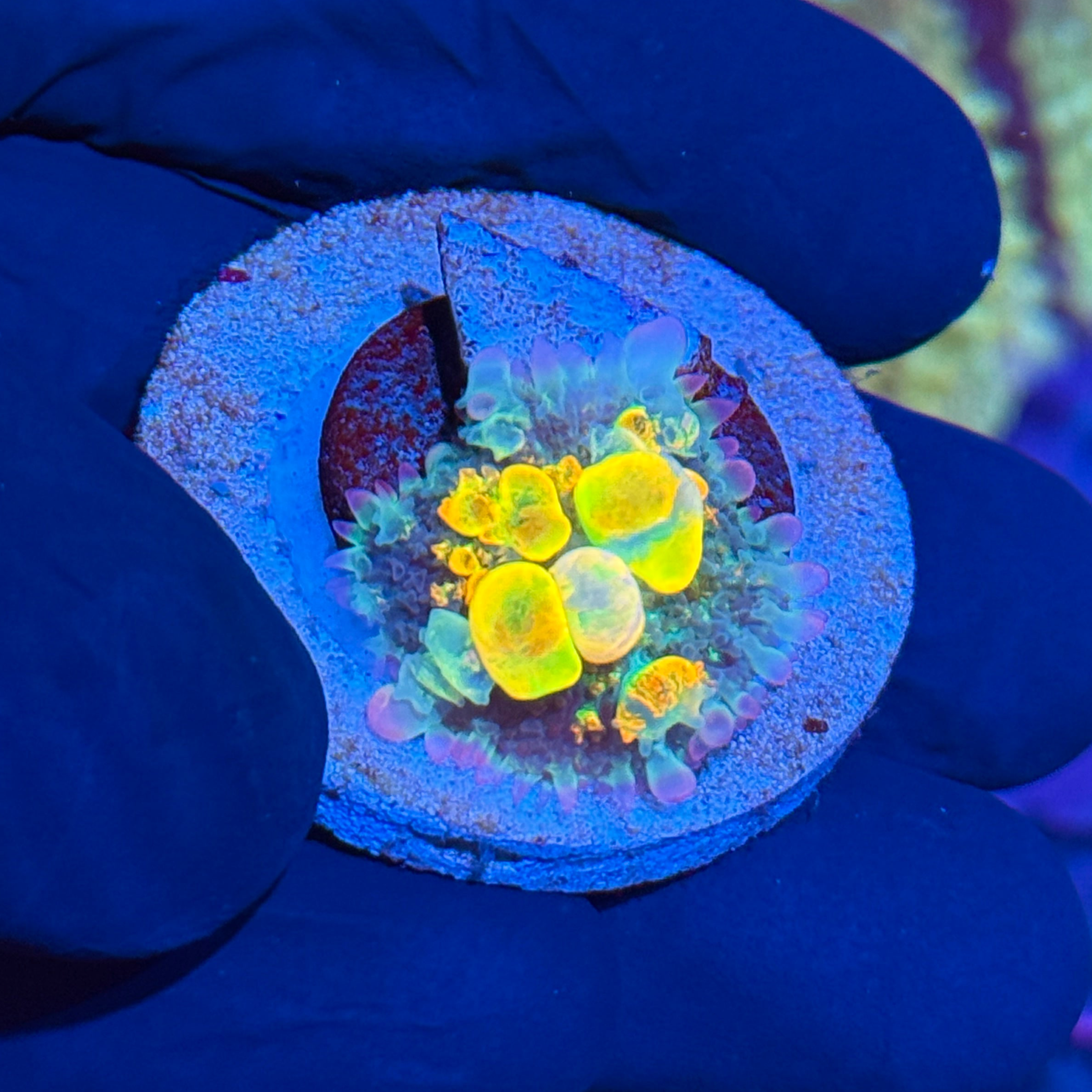 WWC OG Bounce Mushroom Coral Multi Color Bounce 10/12