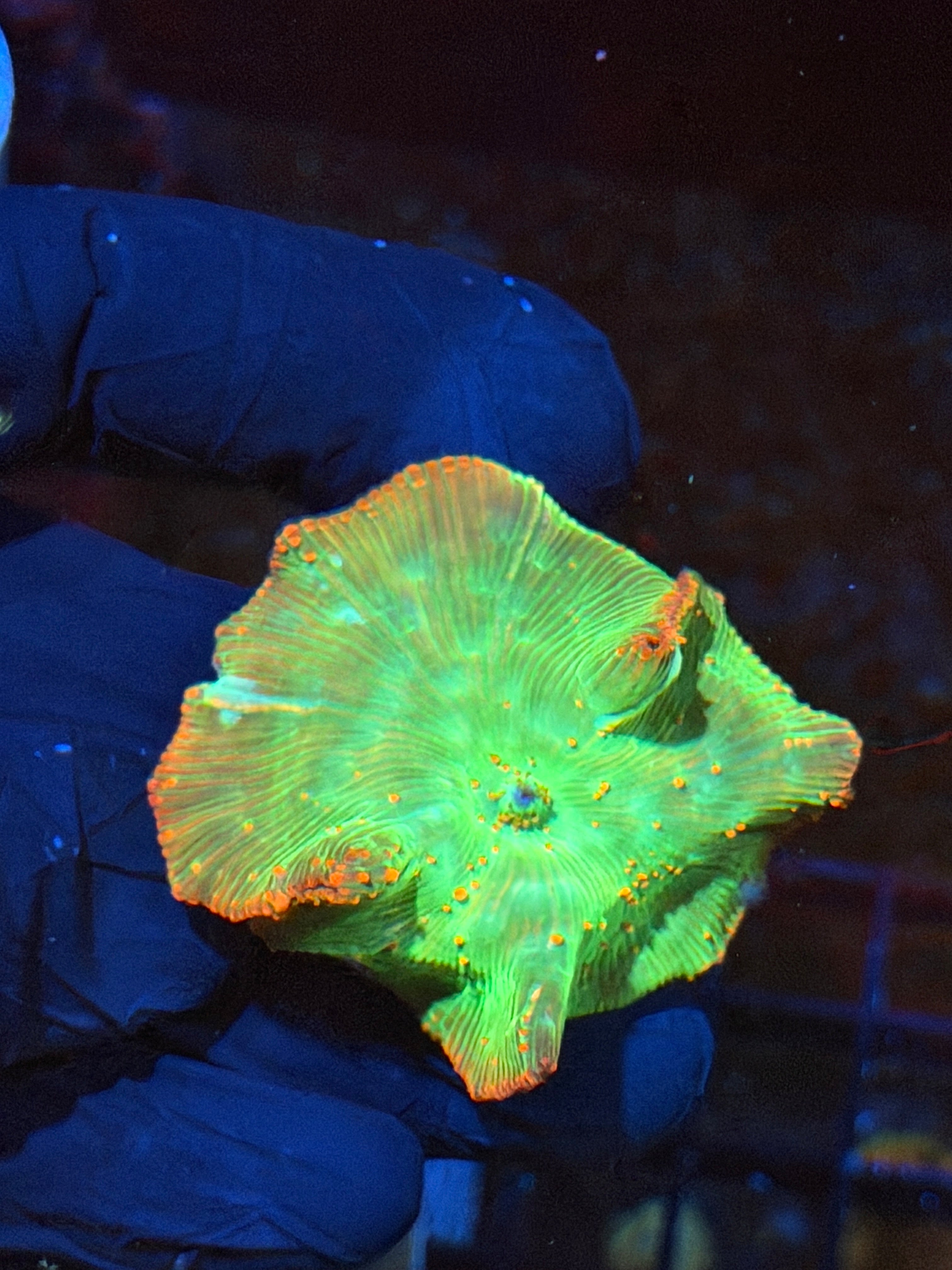 JEA Reptar Jawbreaker Mushroom Coral *New Release* 9/6