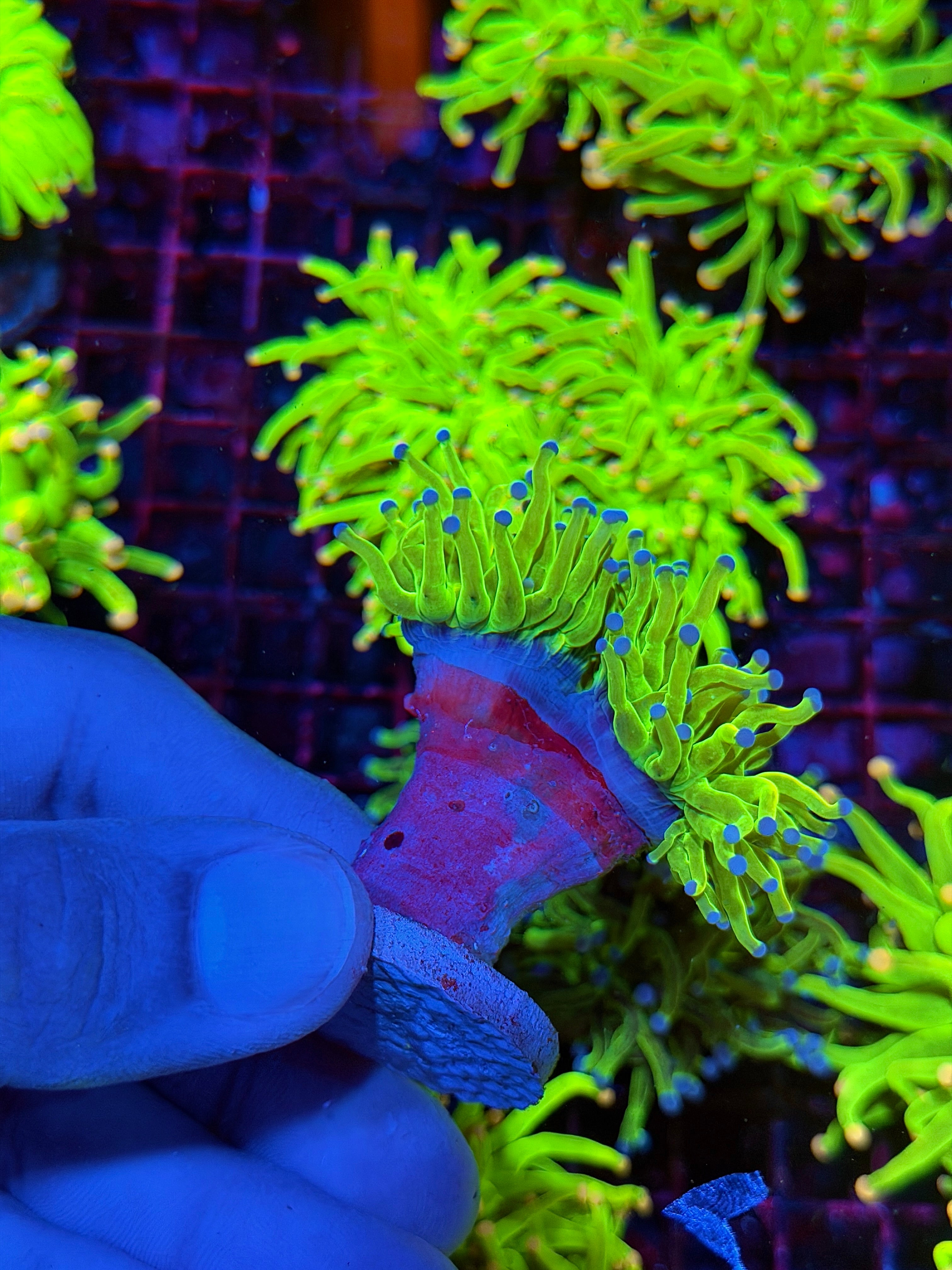 JEA 24K Holy Grail Torch Coral 2 Heads