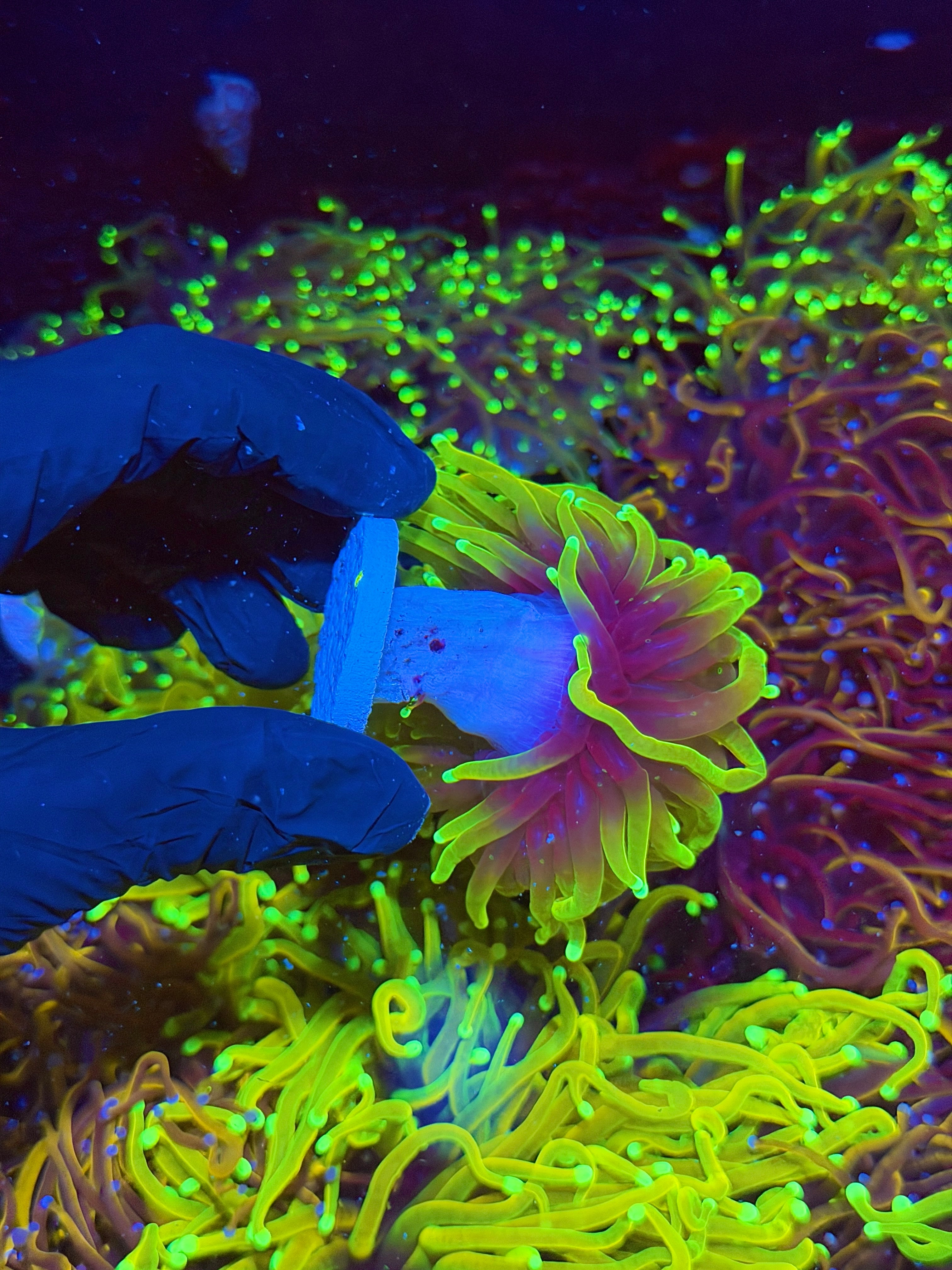 JEA Hellfire Torch Coral Cluster XXXL Splitting Head