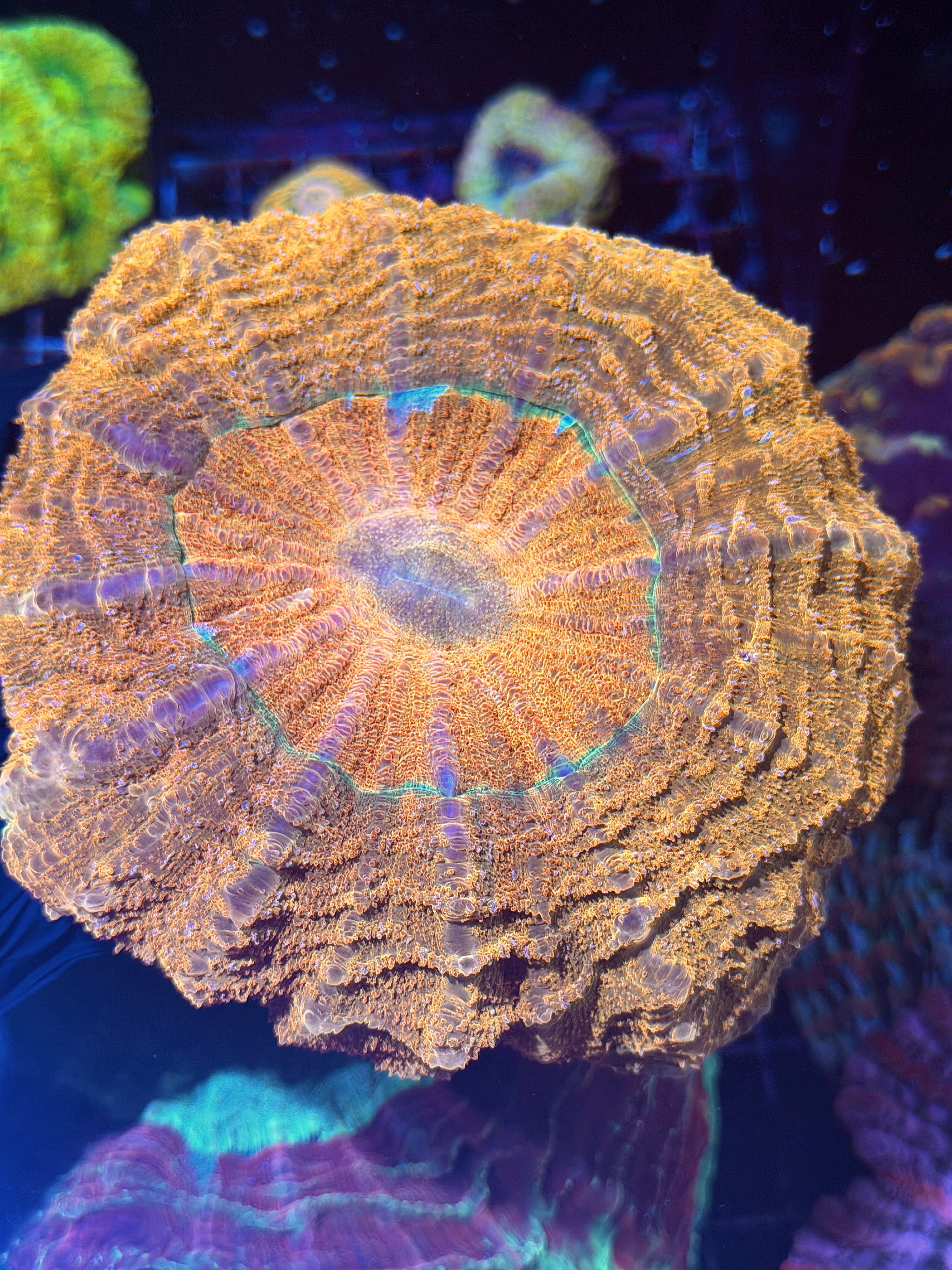 Bright Gold / Orange Acanthophyllia Meat Coral XXL Show Piece