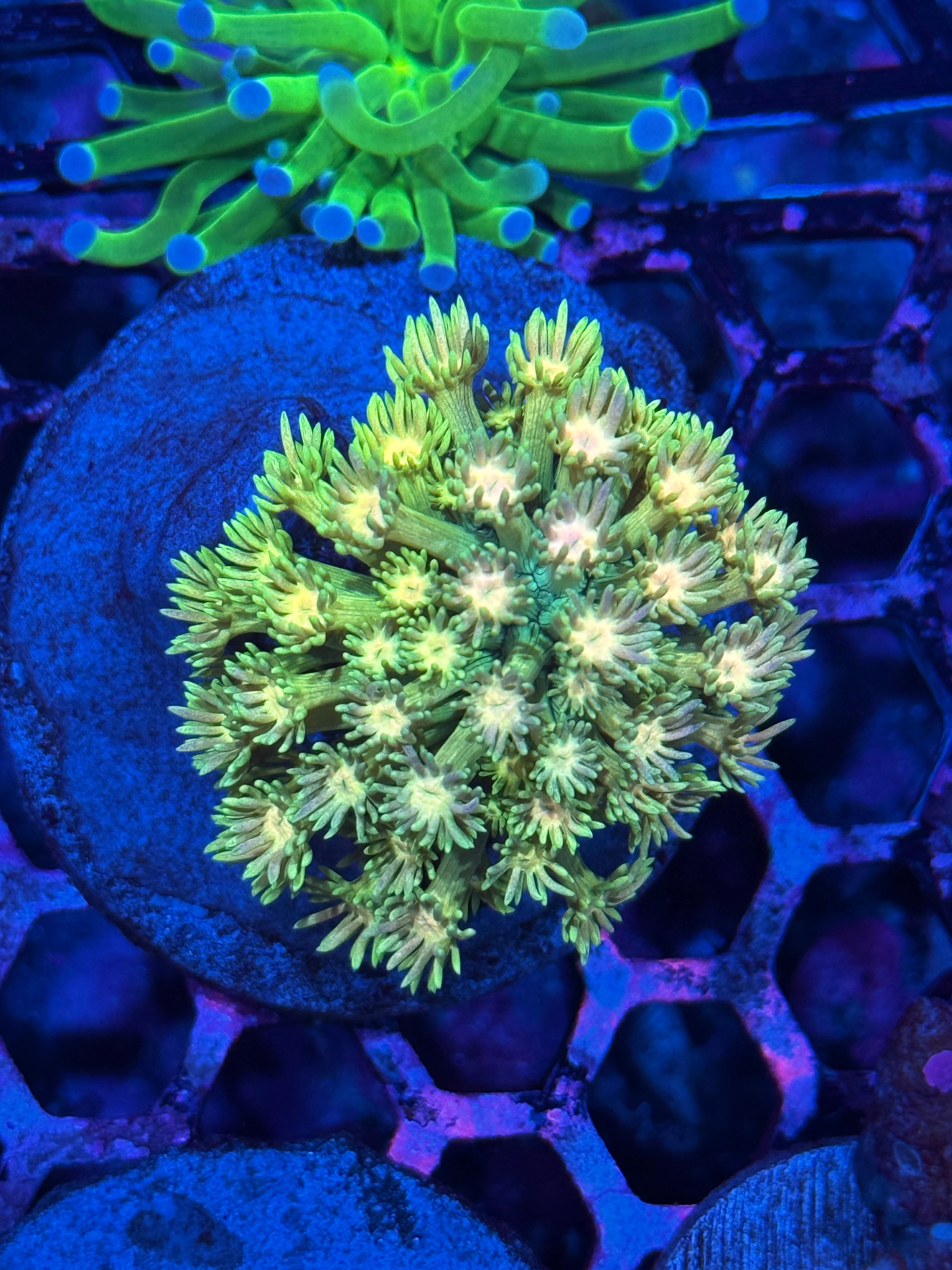 JEA Poison Ivy Goniopora Coral Mini Colony XL 7/2
