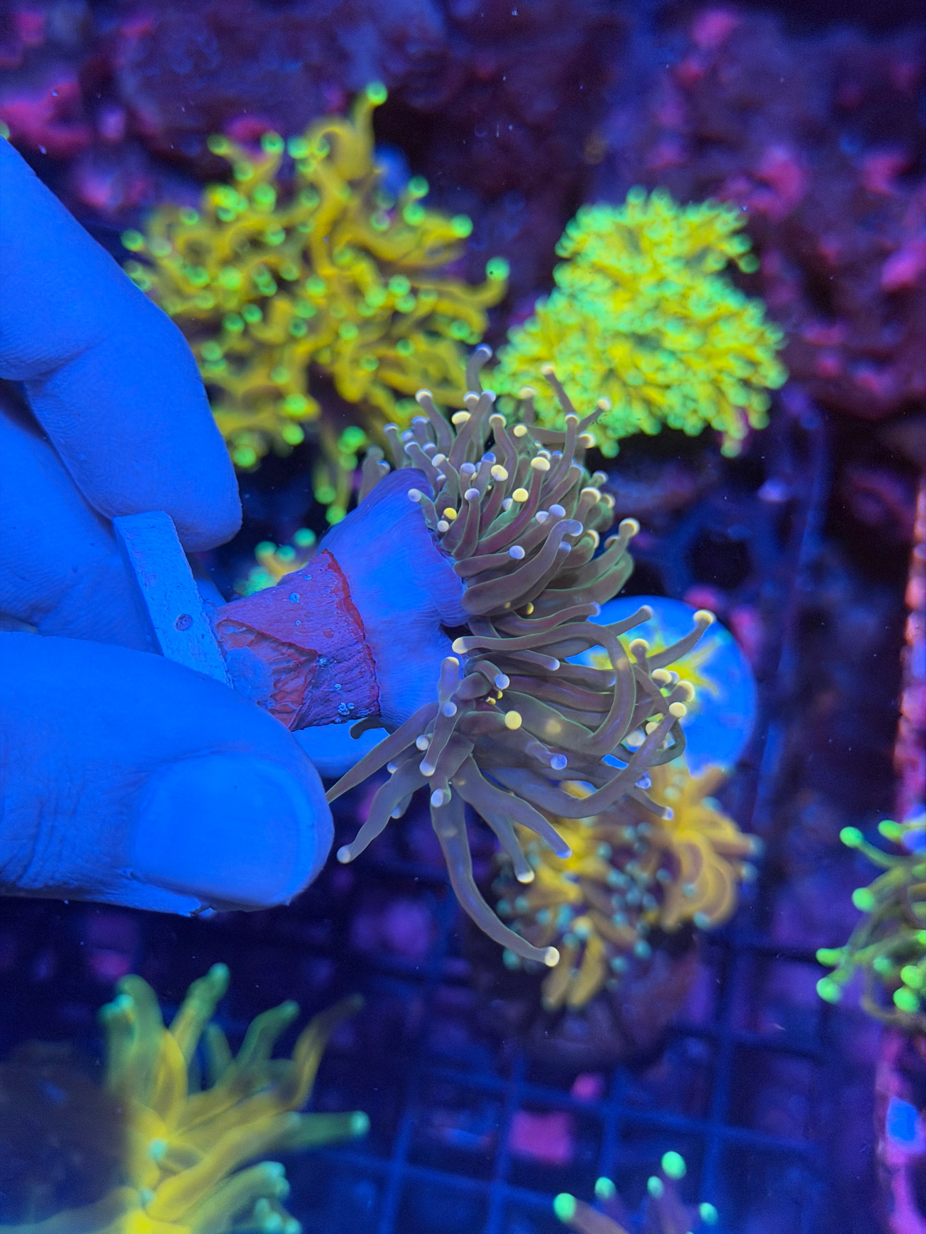 JEA Confetti Torch Coral 2 Heads XL 3 Color Tips 12/1