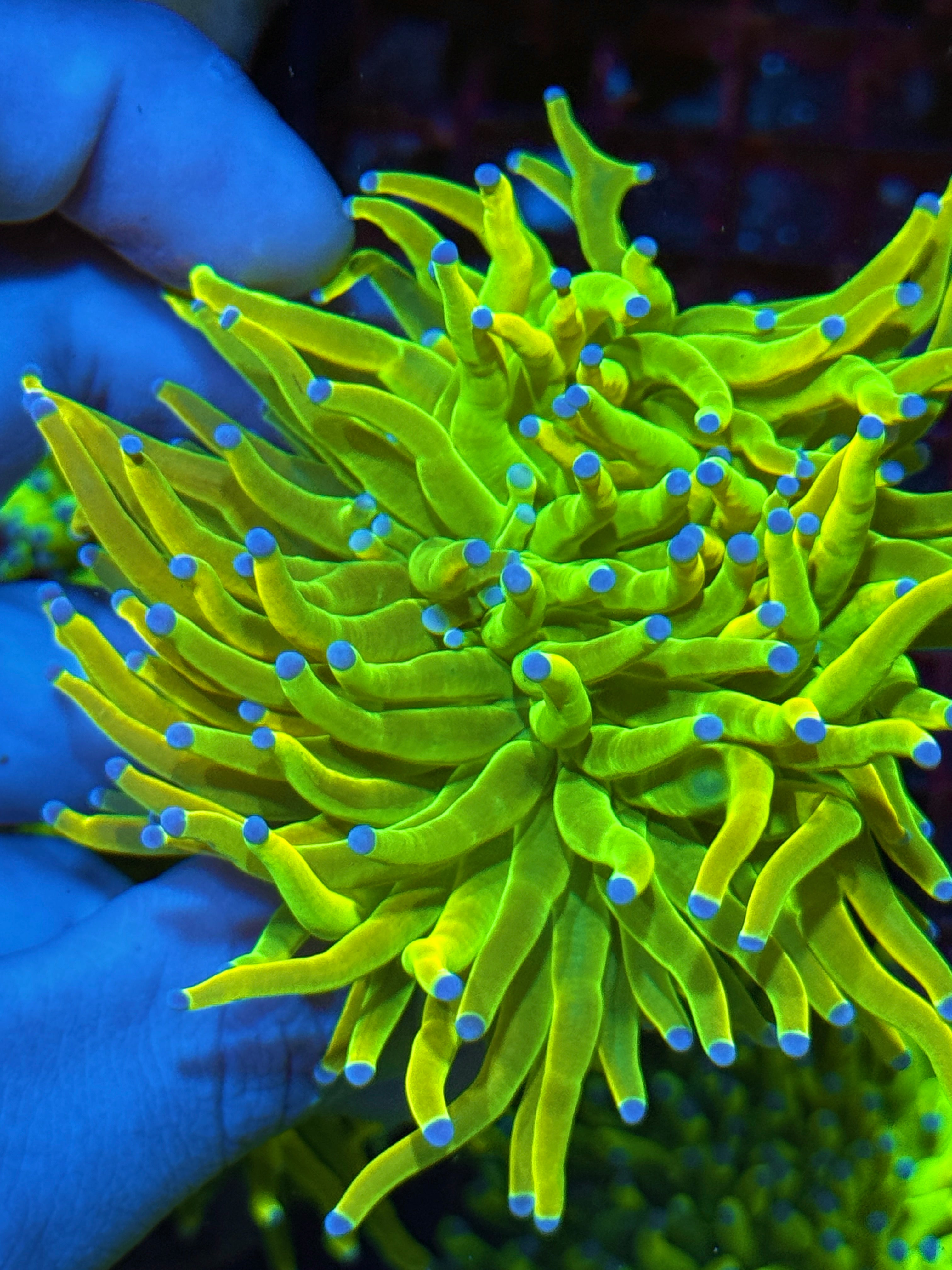 JEA 24K Holy Grail Torch Coral 2 Heads Splitting XXL