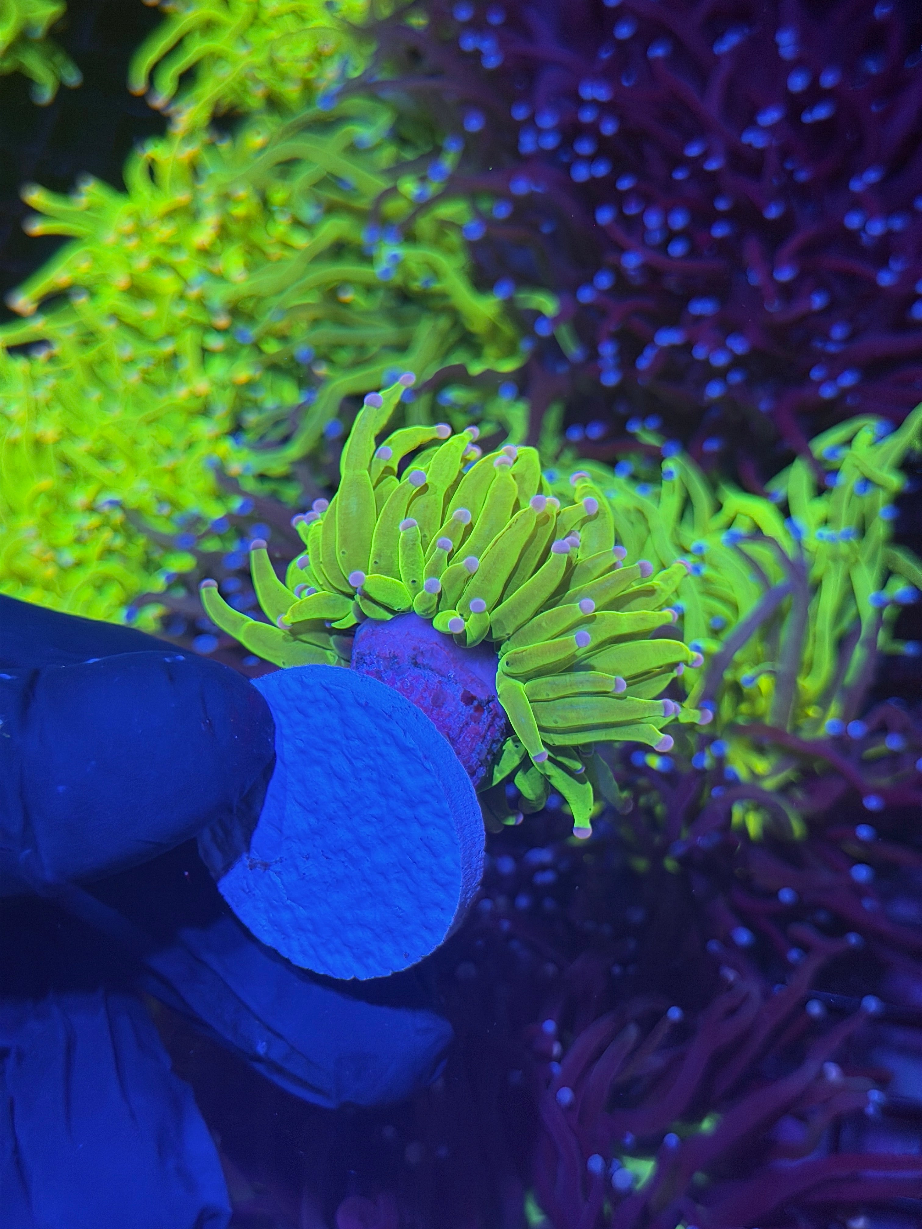 JEA Drama Queen Holy Grail Torch Coral 1 Xl Head