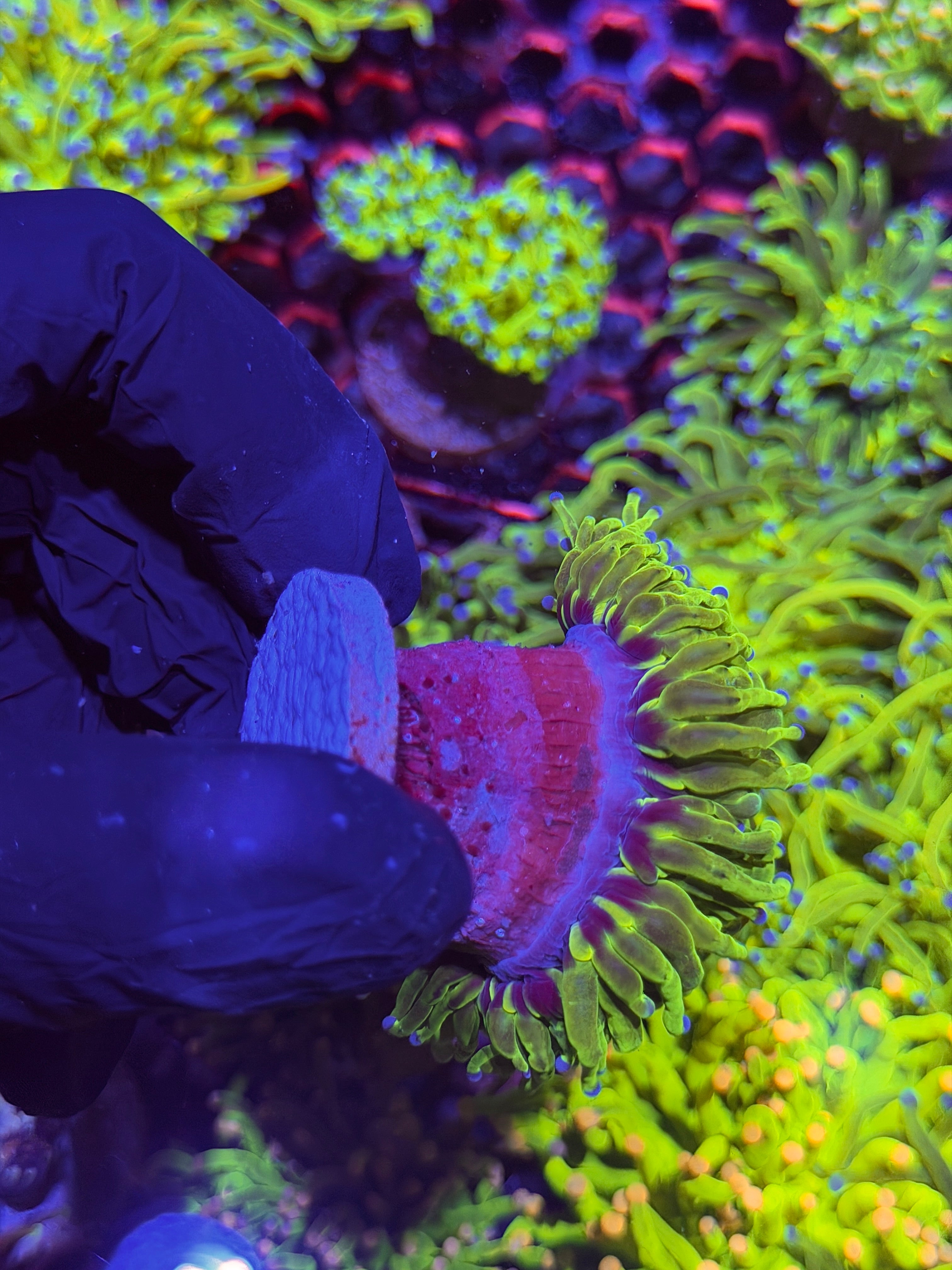 JEA Grafted Holy Grail Torch Coral 1 XXL Head Splitting