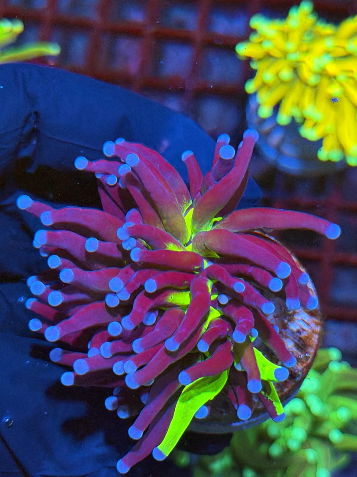 JEA Grafted Holy Grail Torch Coral 1 XL Head 9/21