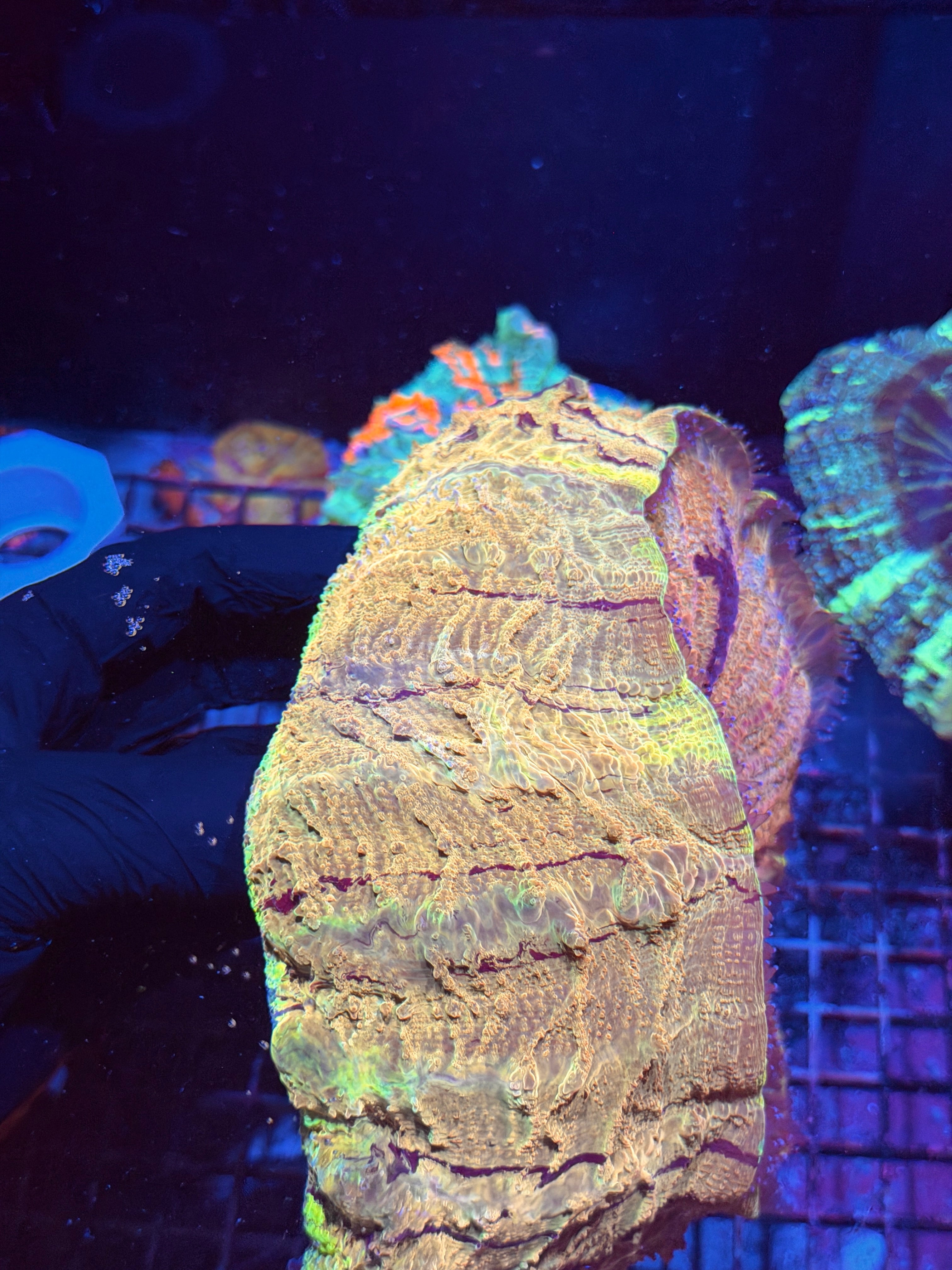 Insane Yellow Striped Acanthophyllia Meat Coral XXXL Show Piece 8/29