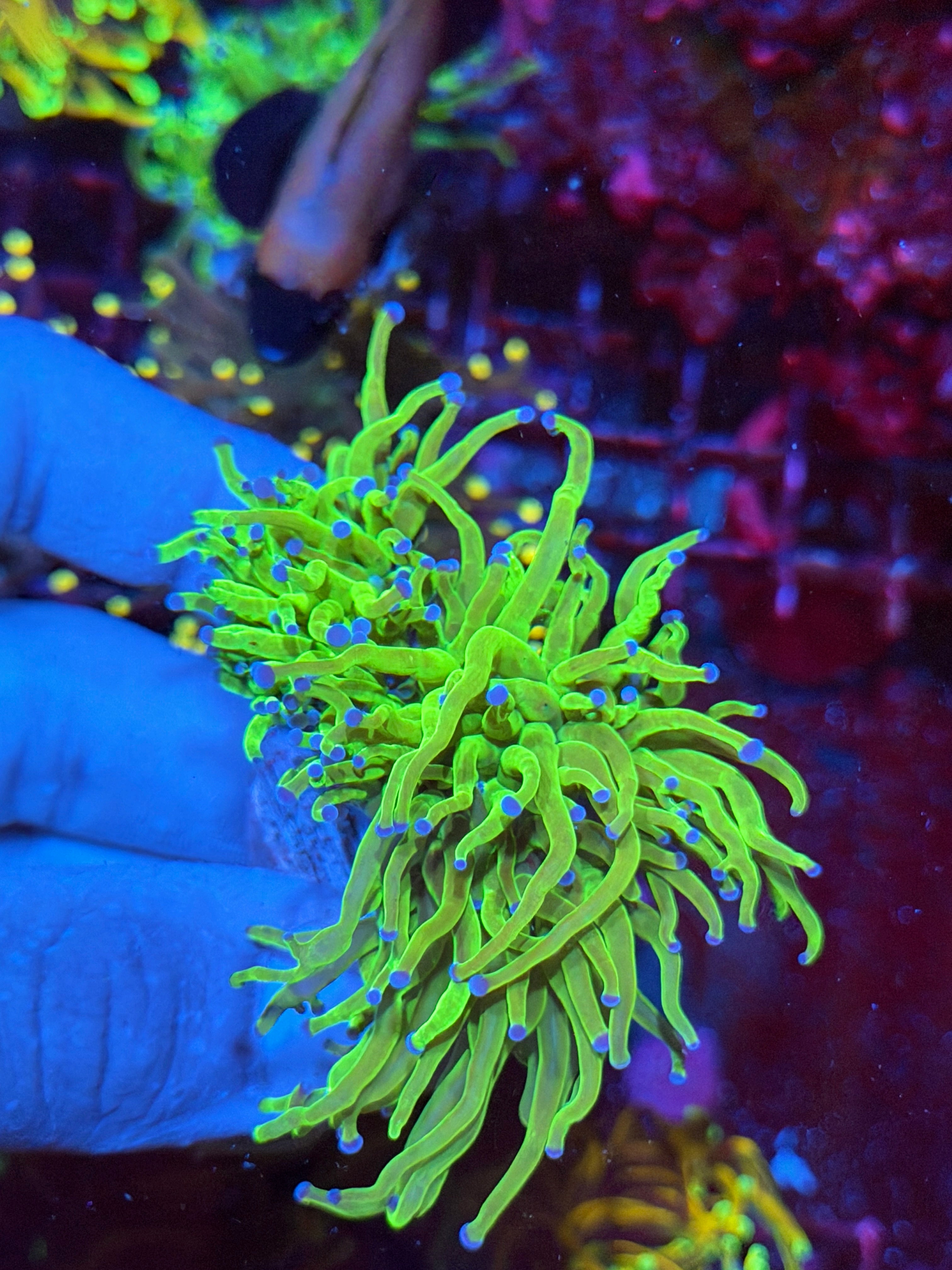 Todd’s Torch Coral 2 Heads XXL
