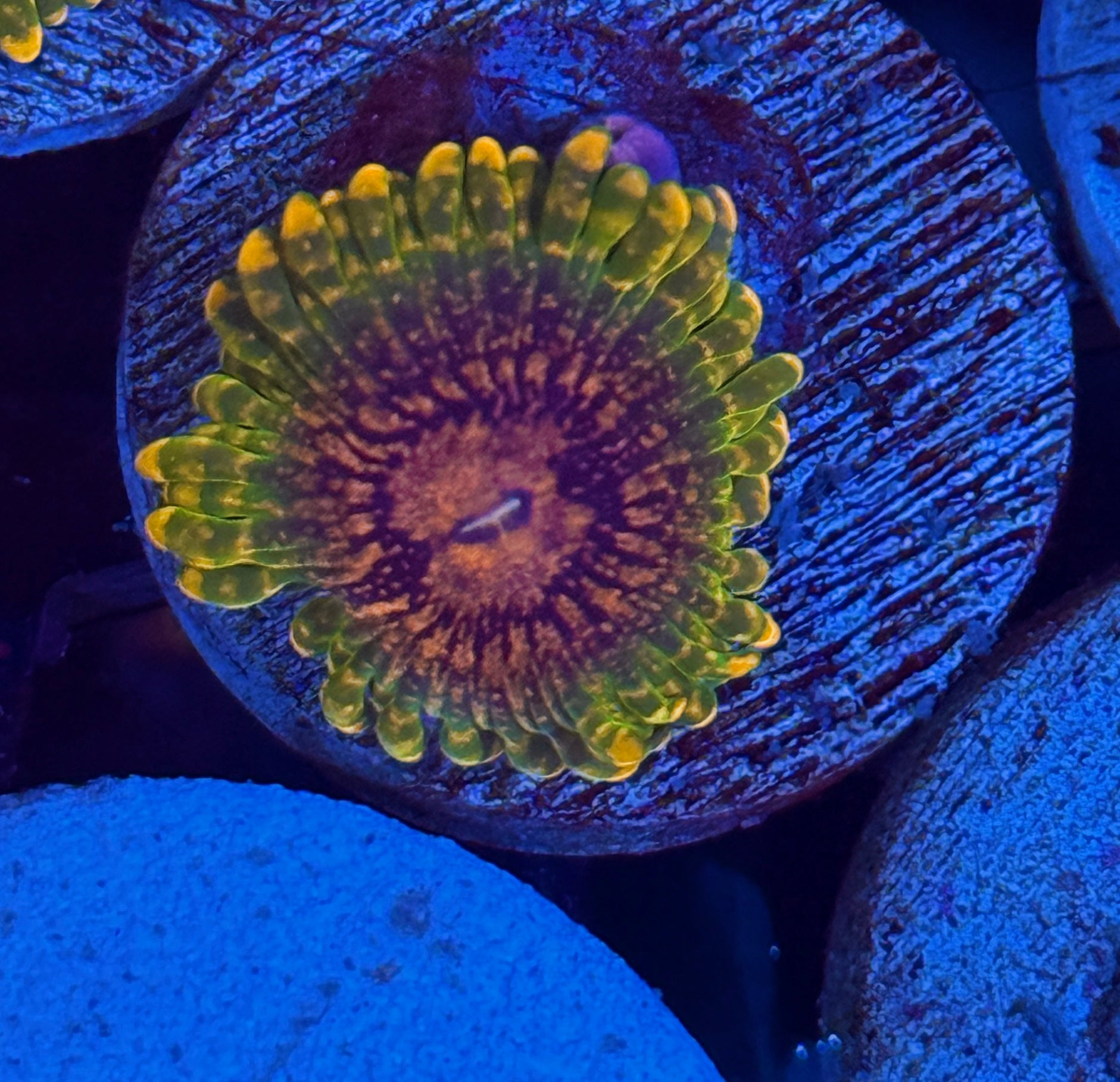 JEA GMK Grand Master Krakatoa Zoanthid Coral 1 XL Polyps