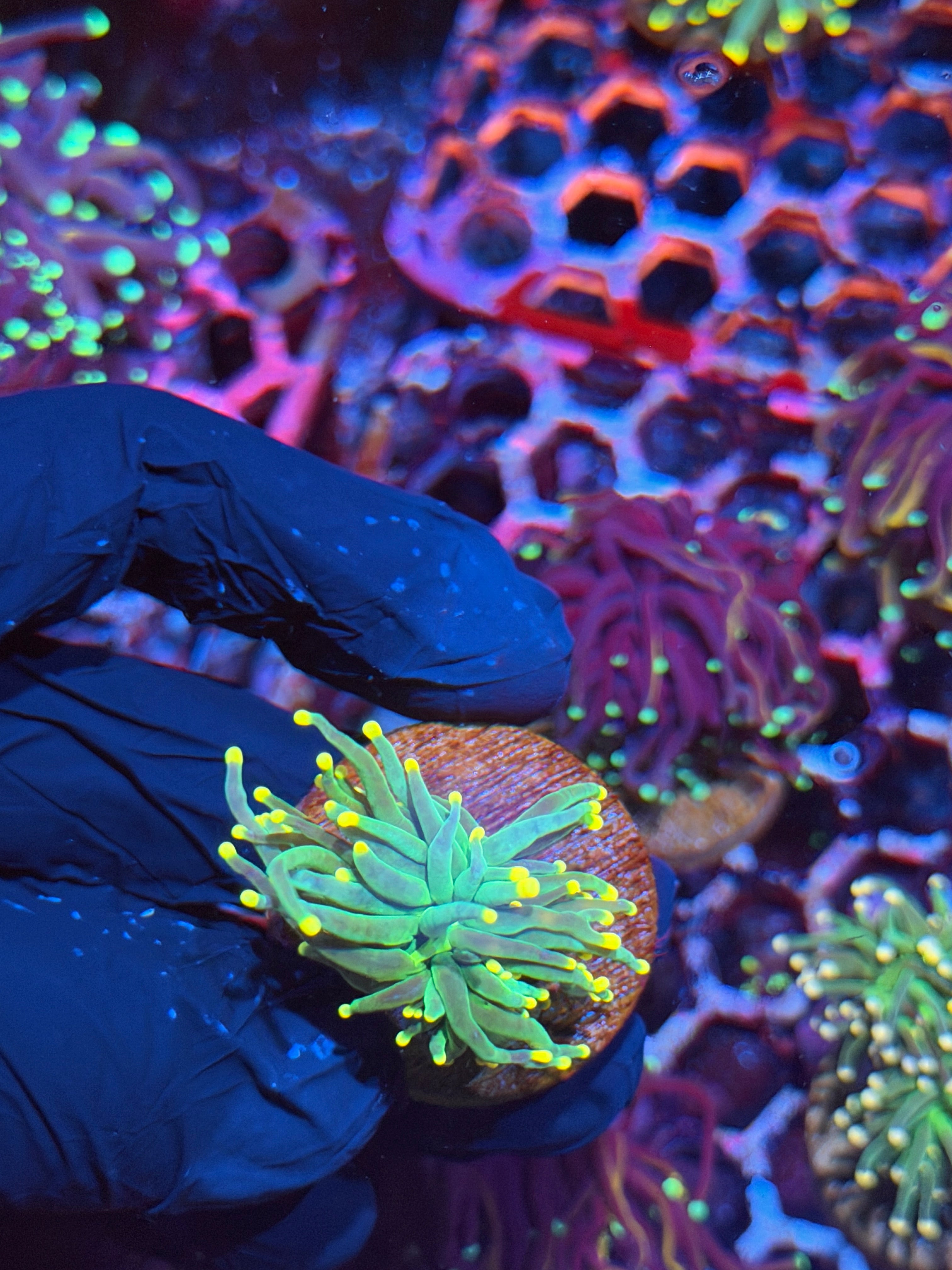 JEA Lemon Drop Torch Coral 1 Head 8/28
