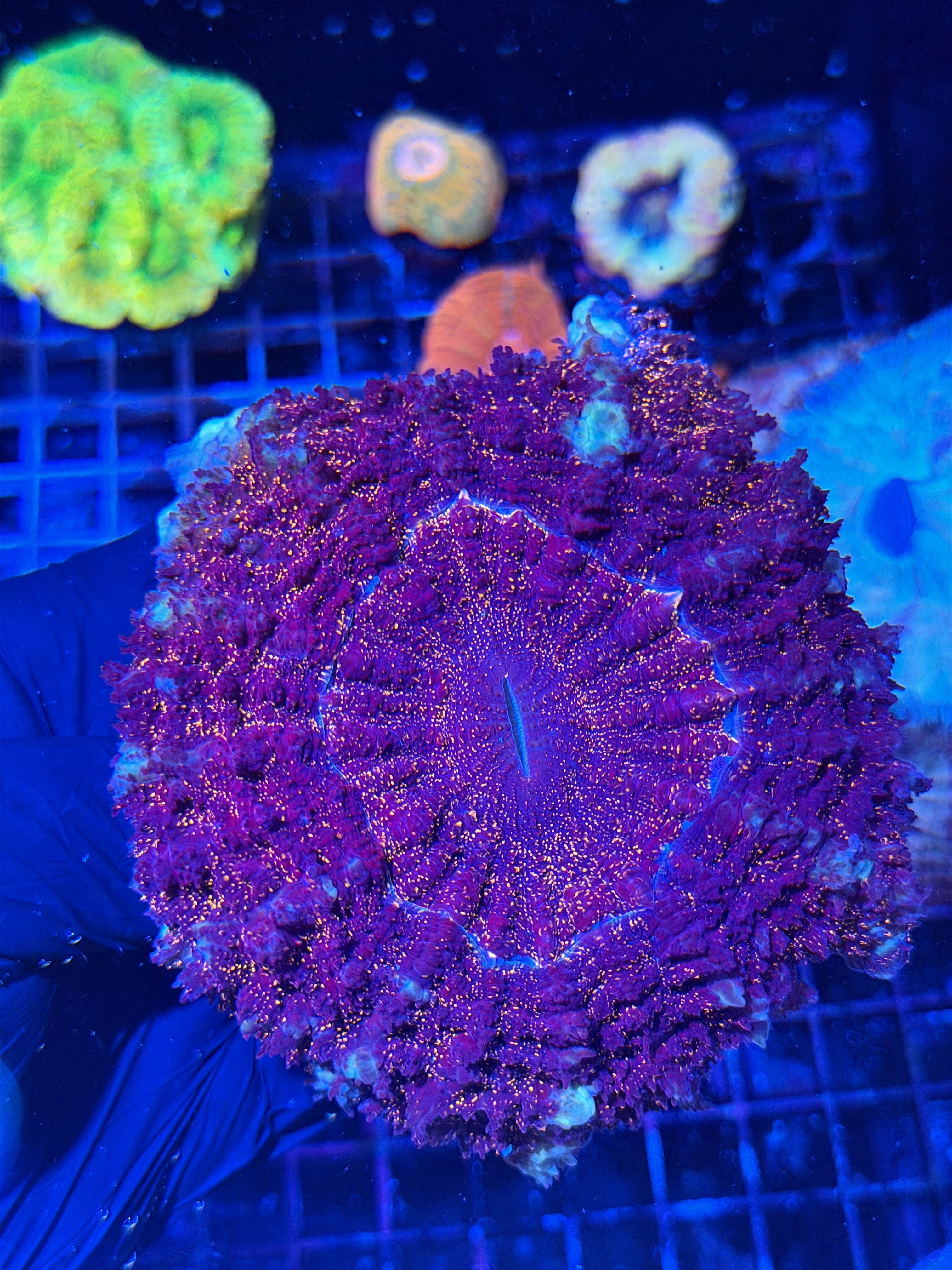 Red Glitter White Rim Acanthophyllia Meat Coral XL