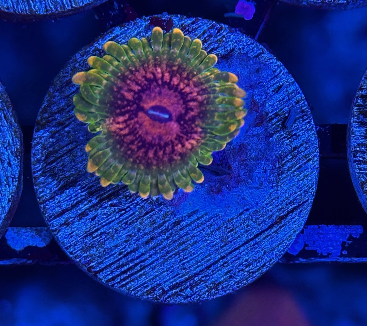 Jay's Exotic Coral Auctions