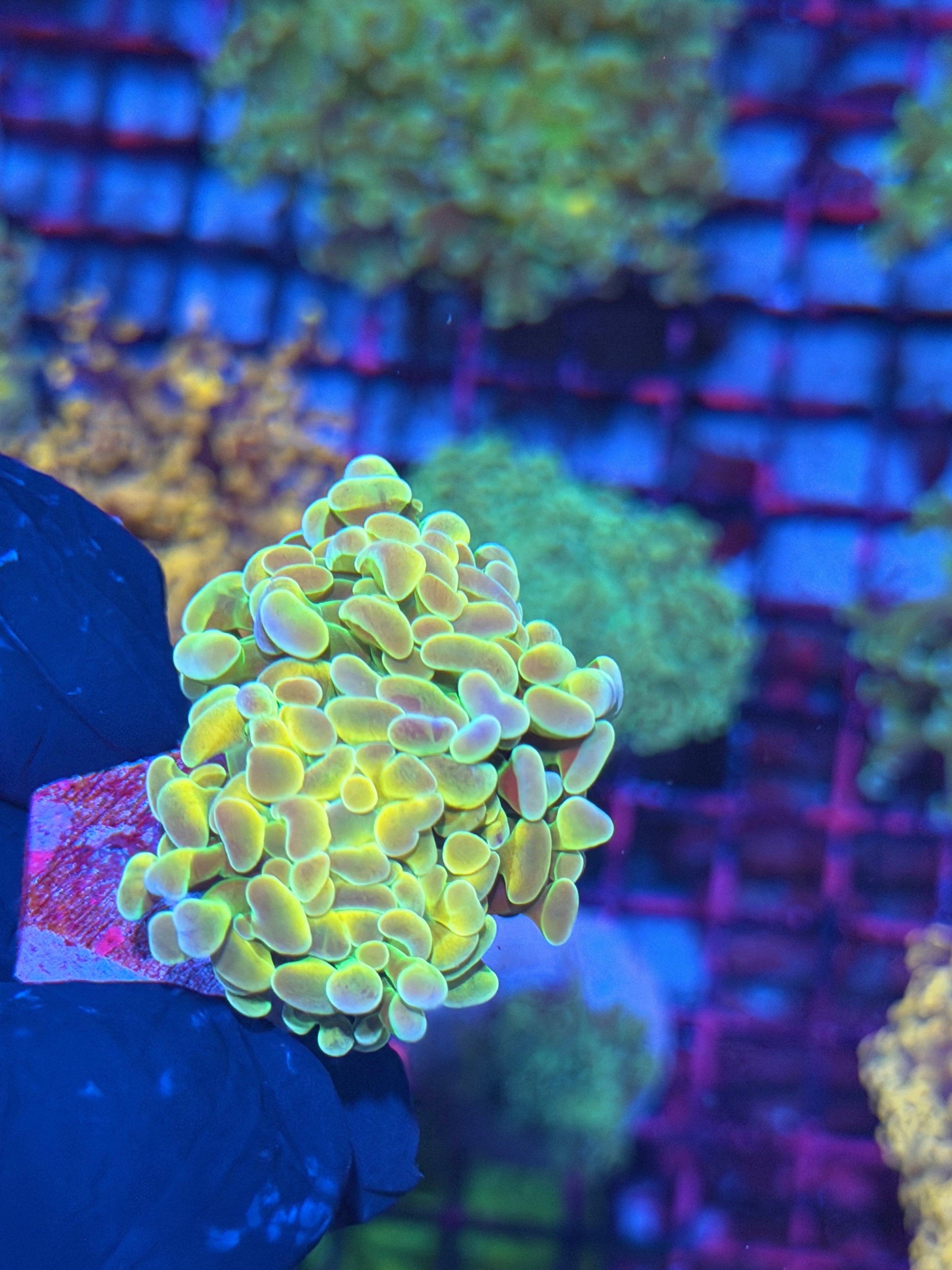 JEA Rainbow Road Hammer Coral 2 Heads *New Release* 8/1