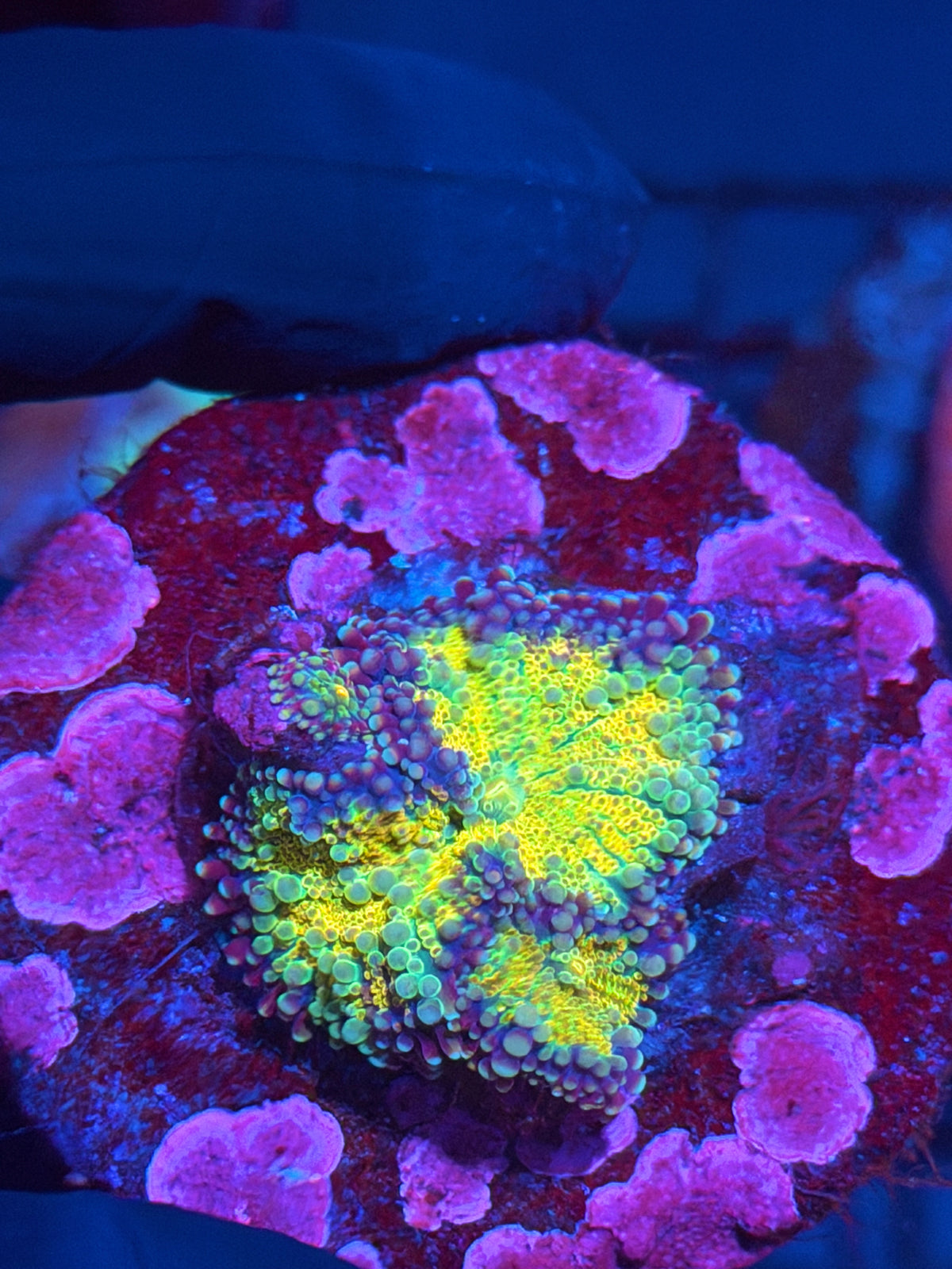 JEA Rainbow Magma Mushroom Coral Mama + 2 Babies 9/27