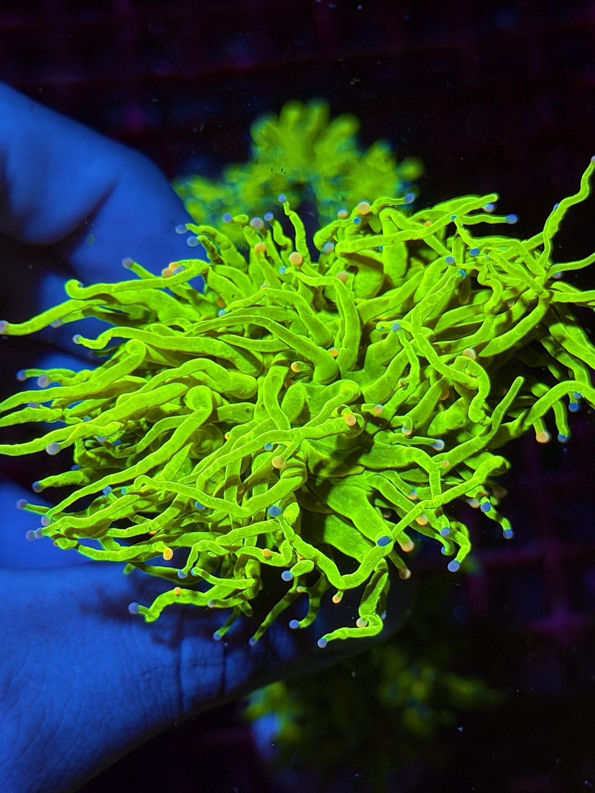 JEA Jelly Bean Holy Grail Torch Coral  Splitting to 2 Heads 10/21