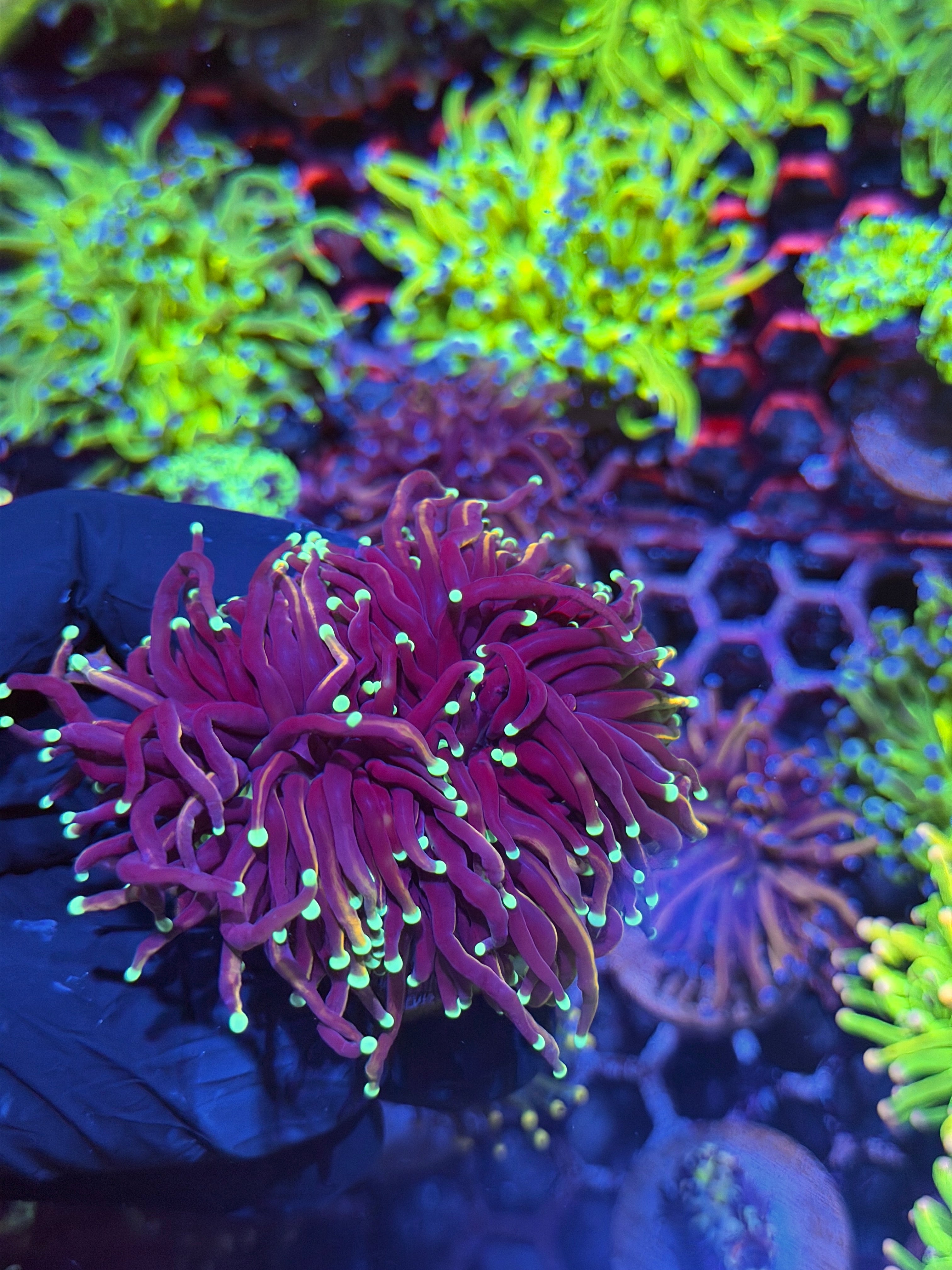 JEA Jester Torch Coral 3 Heads Splitting XXL