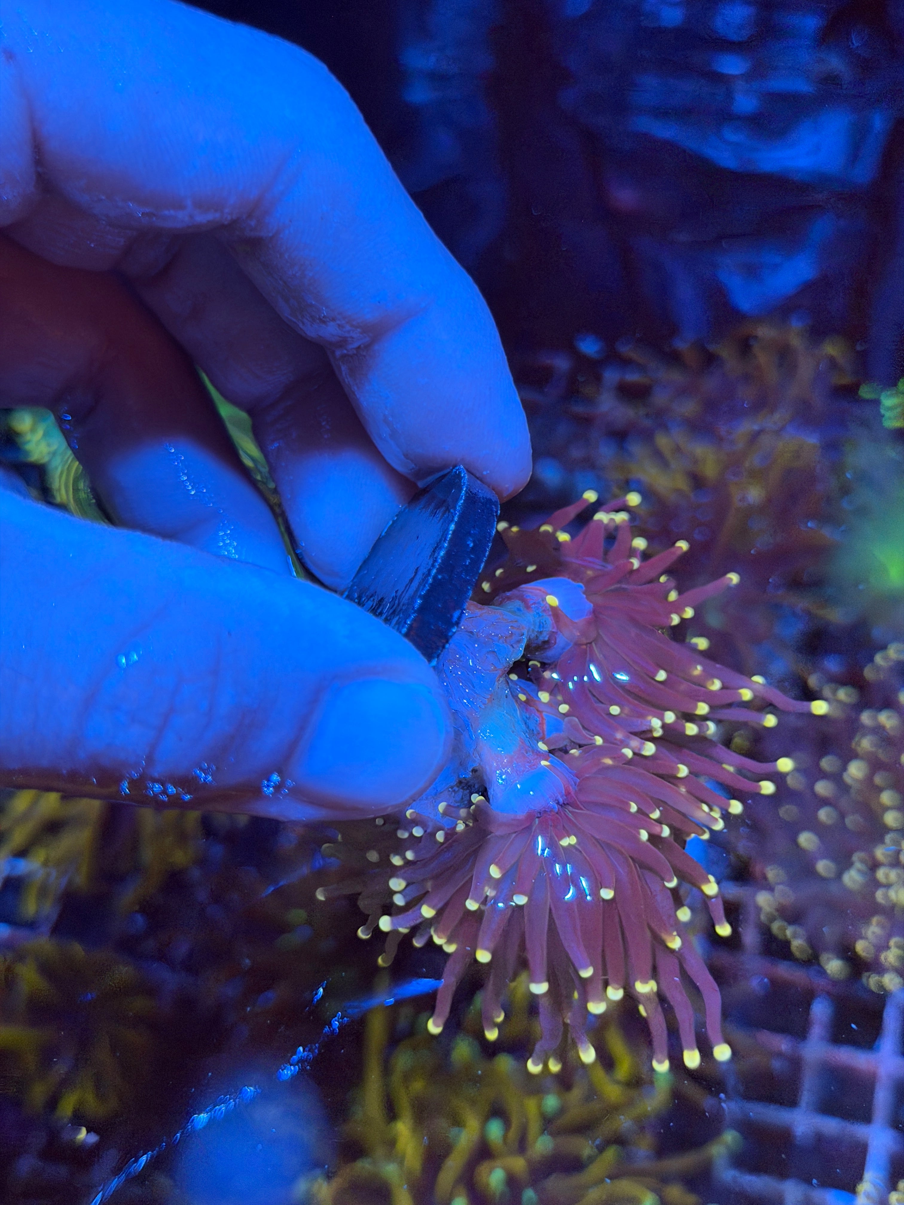 JEA Joker Torch Coral 4 Heads Mini  Colony XL 3/4