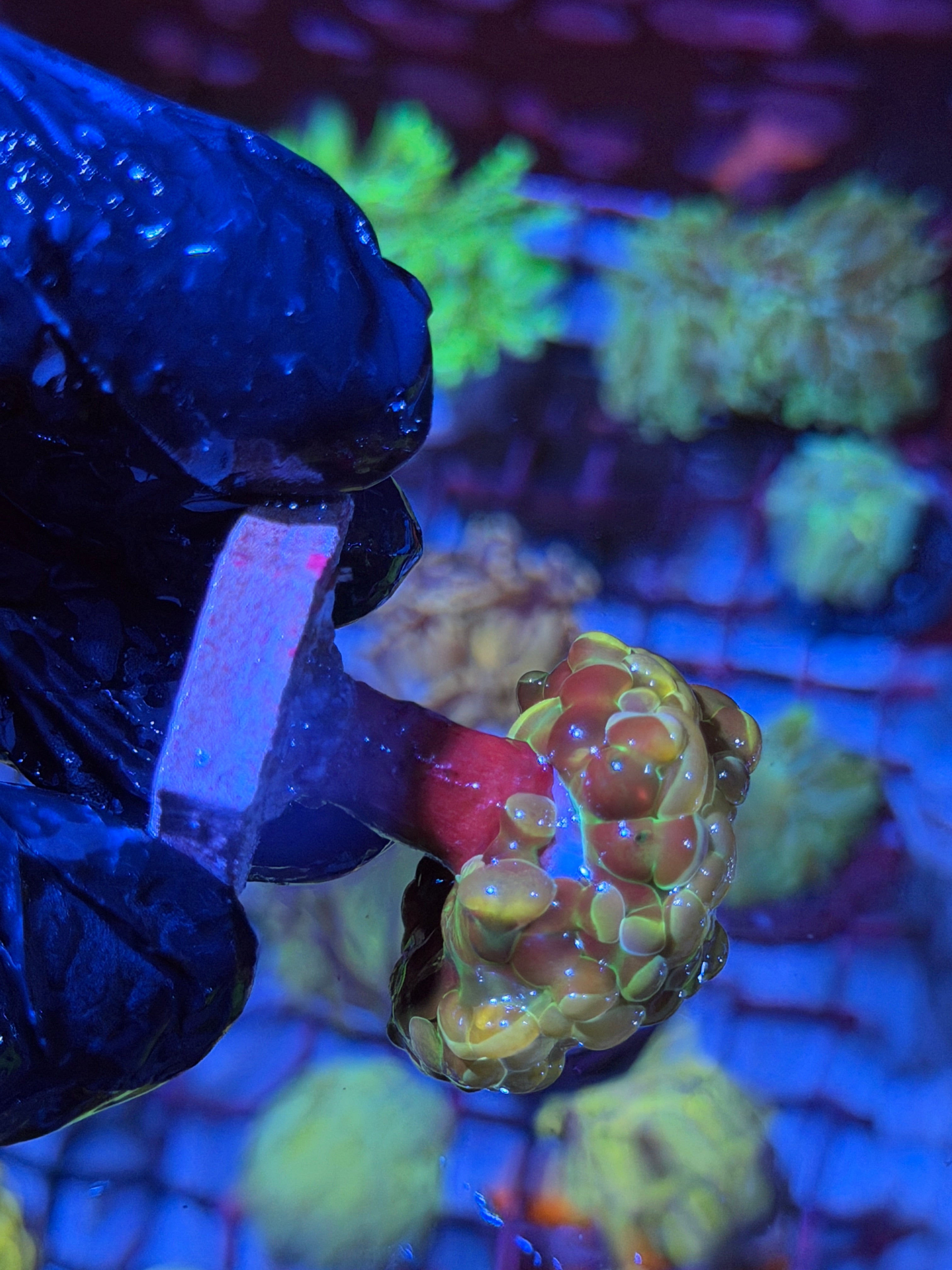 JEA Rainbow Dreams Hammer Coral 2 Heads Splitting Xl