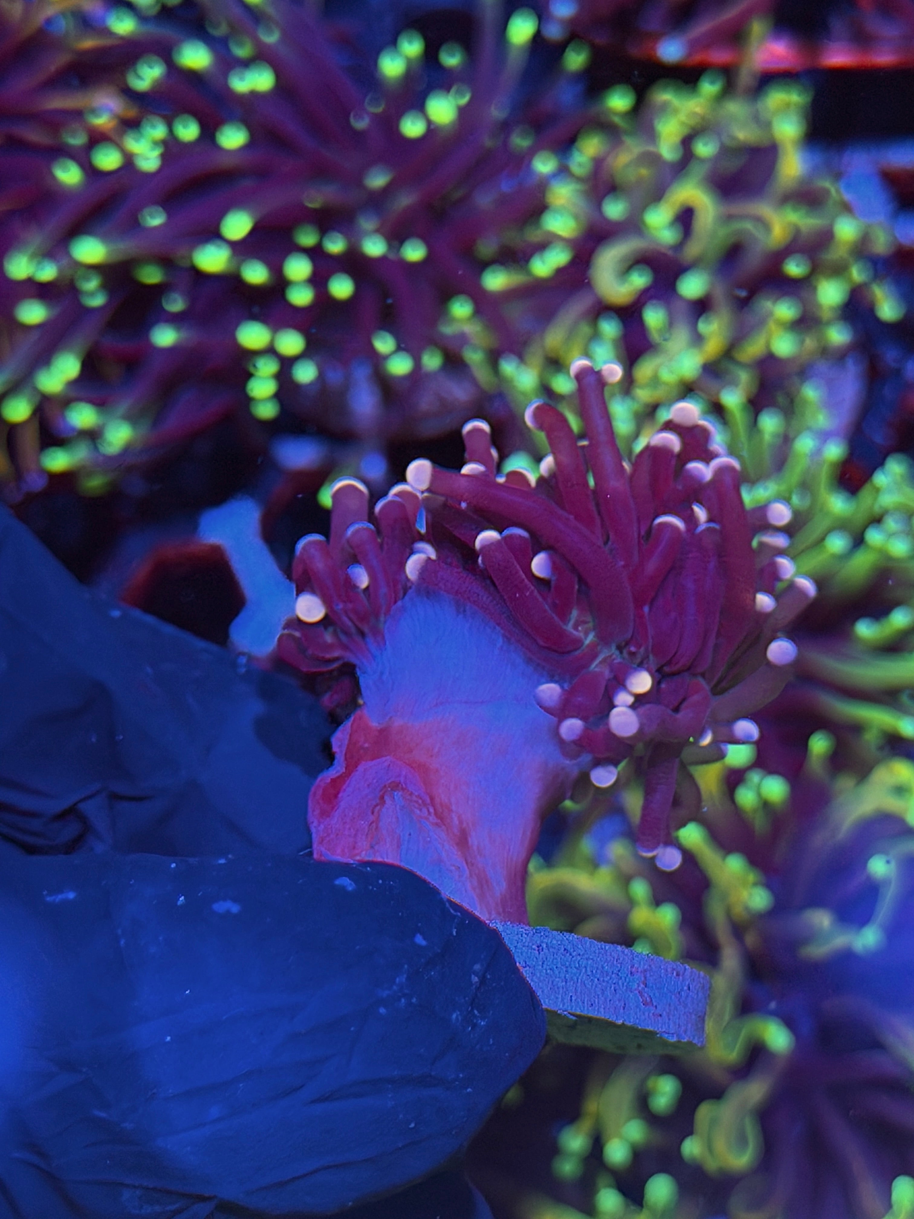 JEA  Joker Torch Coral Fat Stalk 1 Heads