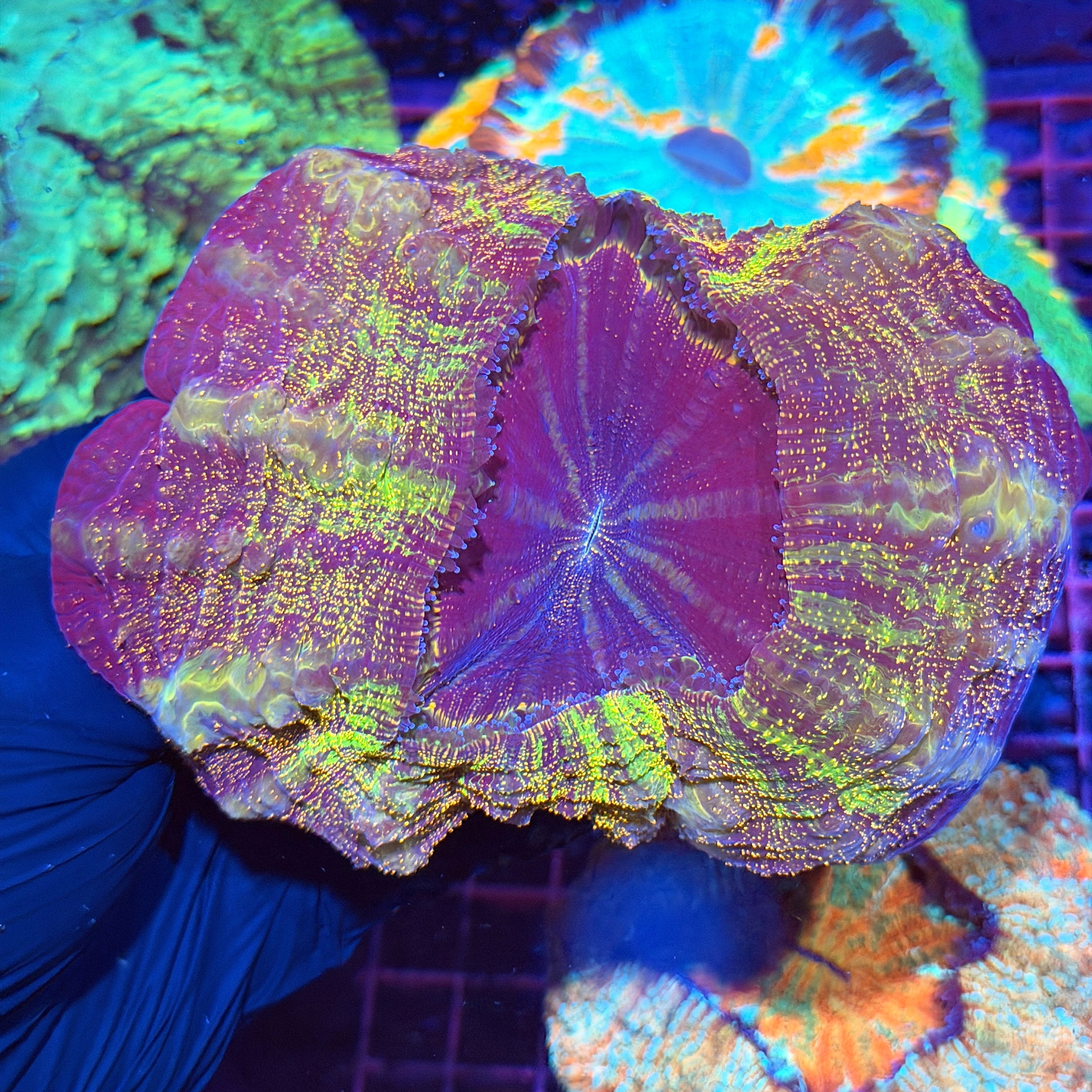 Rainbow Glitter Acanthophyllia Meat Coral XL 3/25