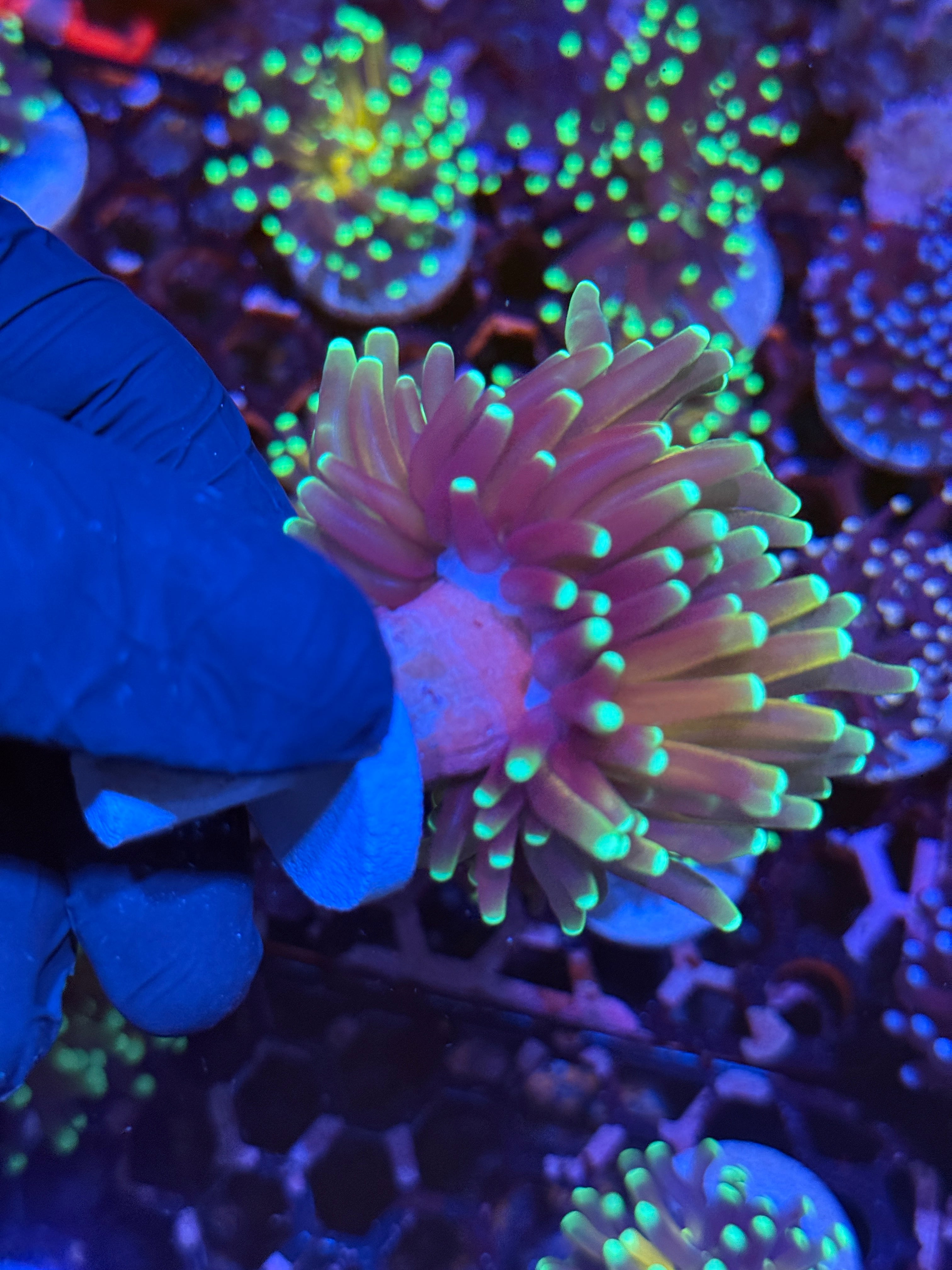 JEA Branching Tiger Torch Coral 1 XL Head Splitting
