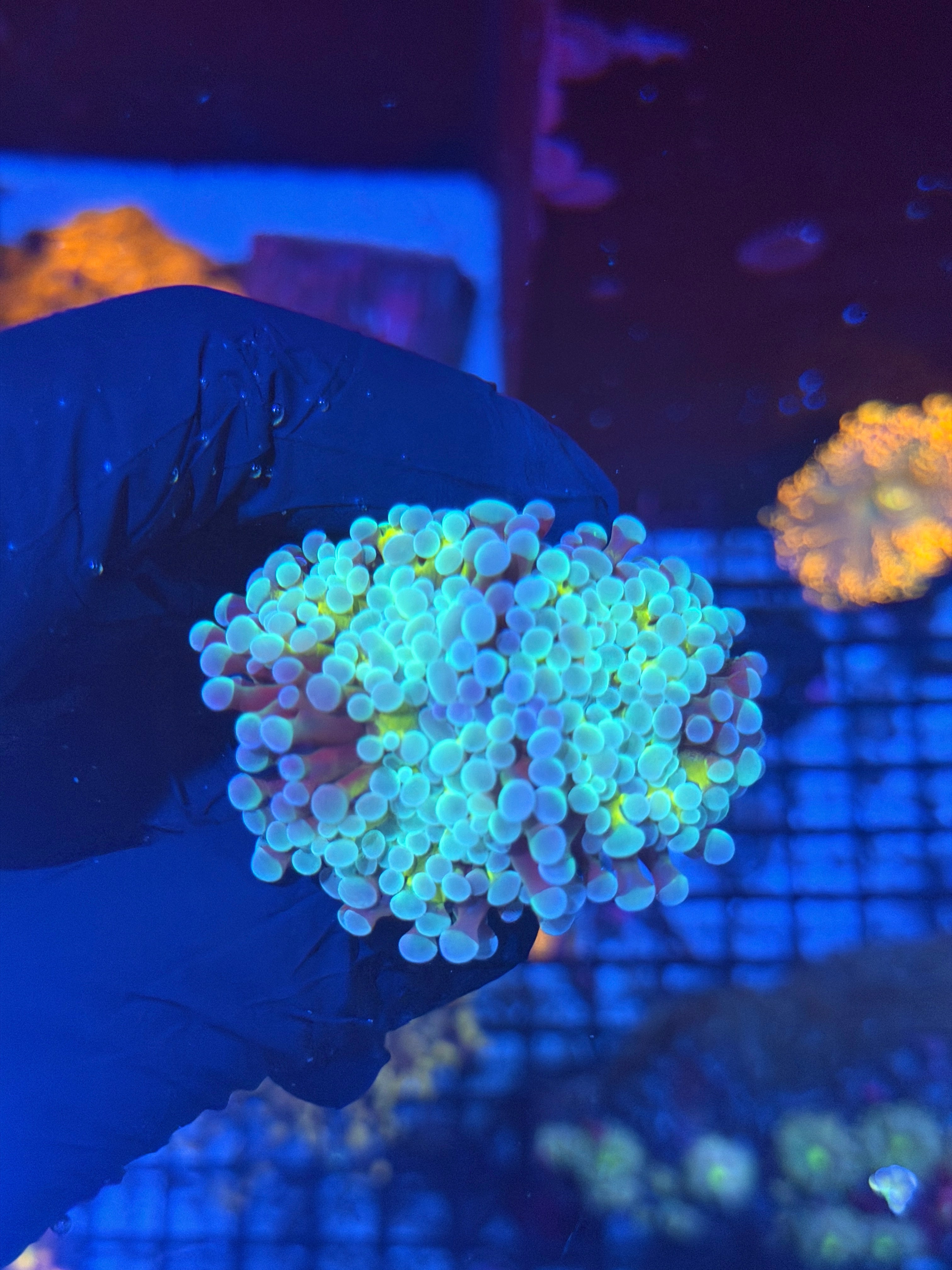 JEA RainbowBlaster  Hammer Coral2 Heads  8/7
