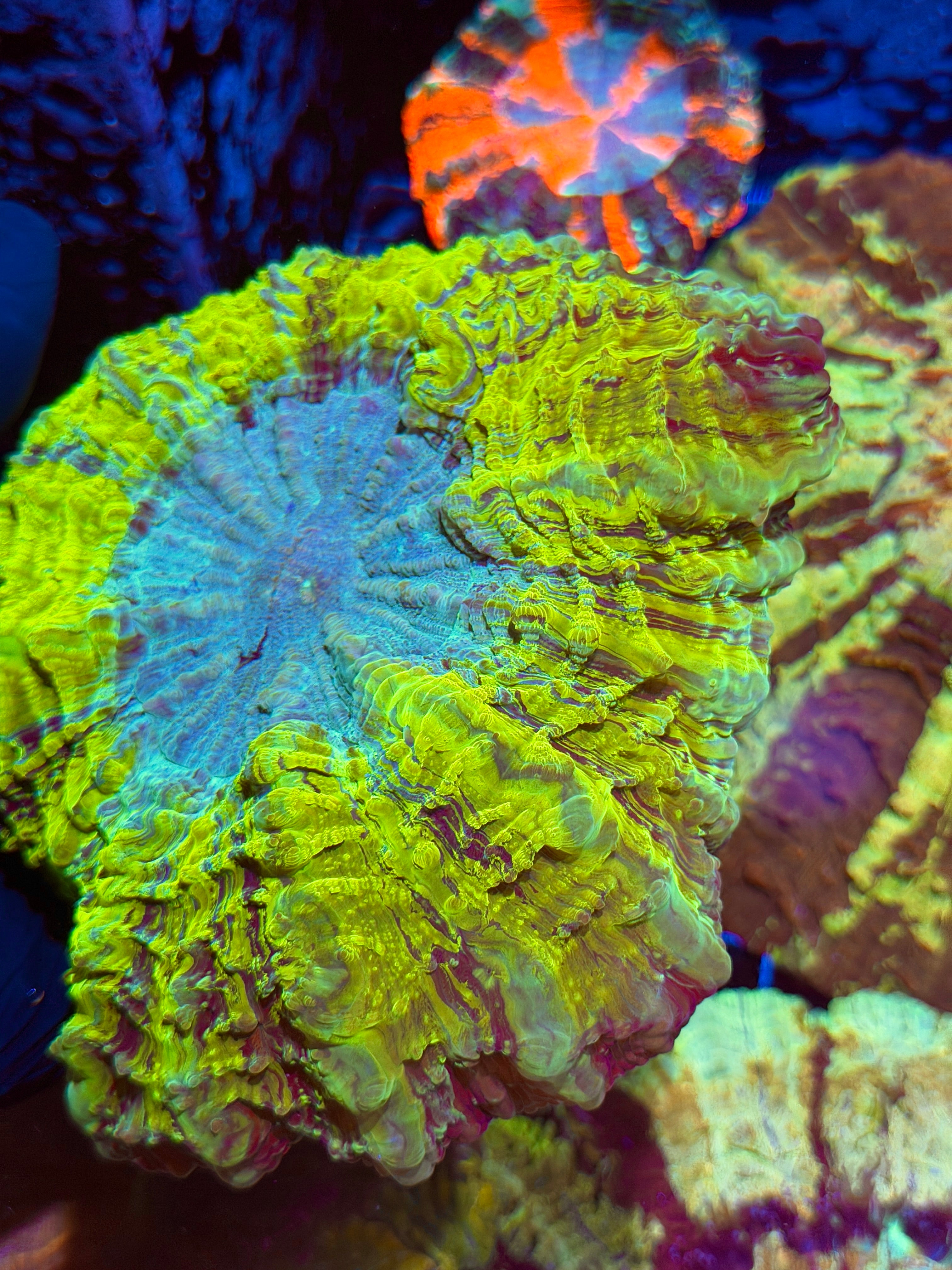 Insanely Bright Acanthophyllia Meat Coral 6/4