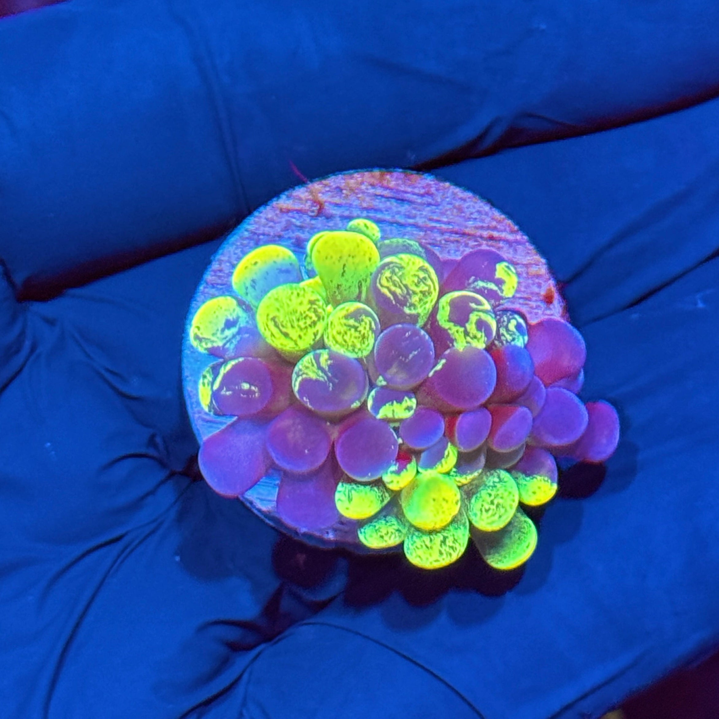 JEA Zeus’ Wrath Hammer Coral Grafted 1 XL Head AQUACULTURED 10/12