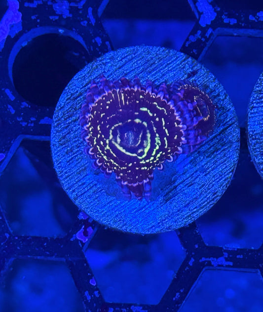JEA Stratosphere Zoanthid Coral 2 XL Polyps