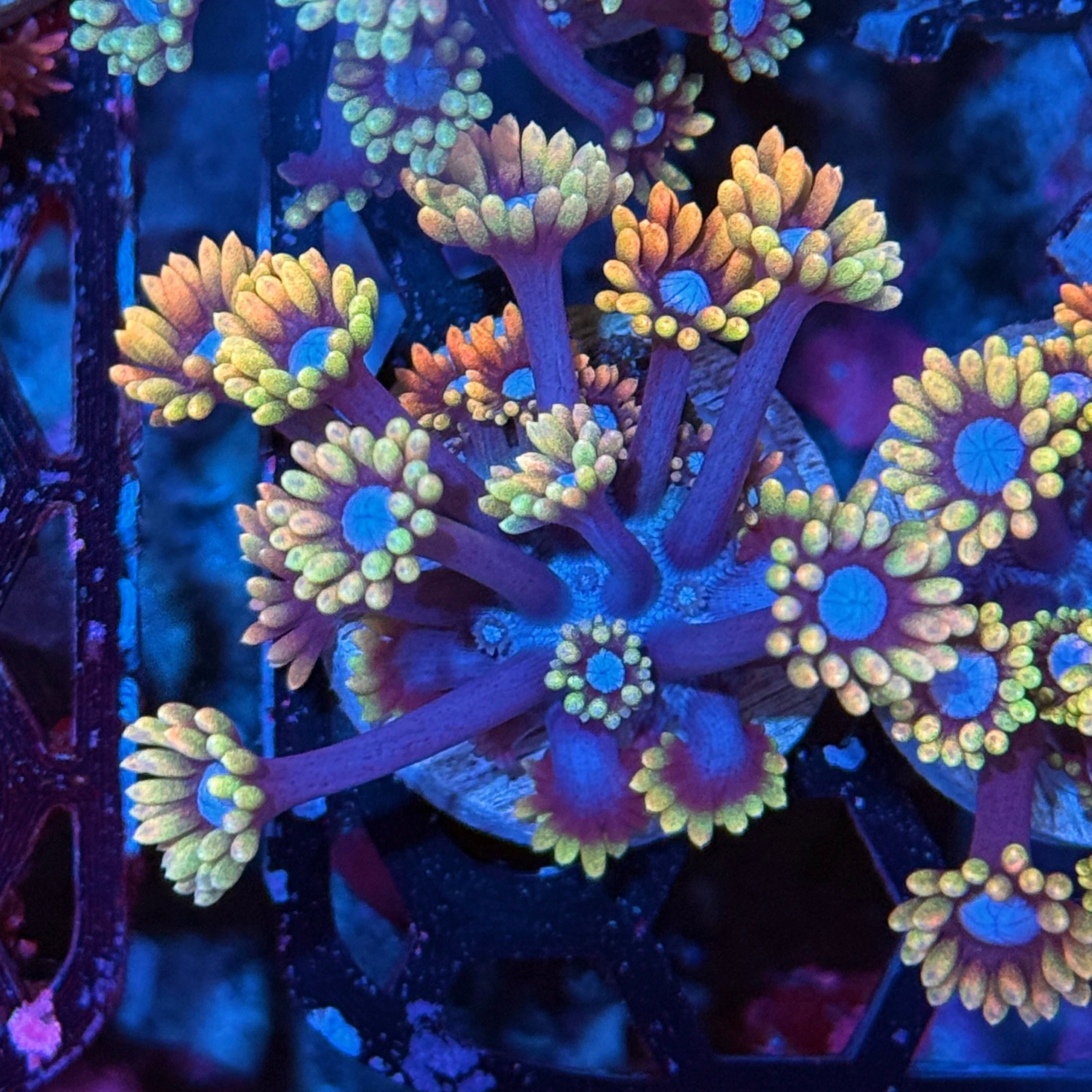 JEA Miami Vice Goniopora Coral XL Frag