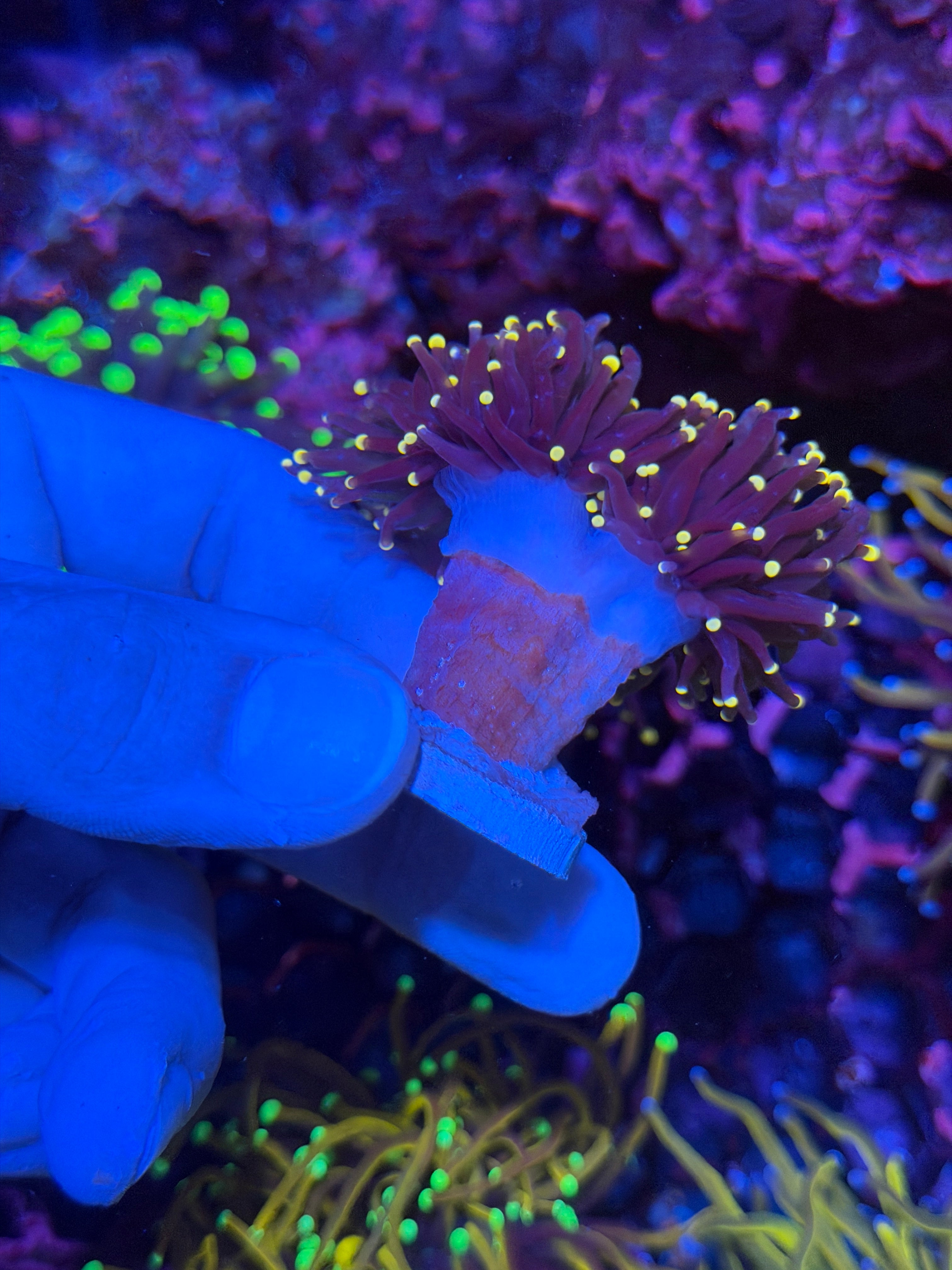 JEA Joker Torch Coral 2 Heads 12/1