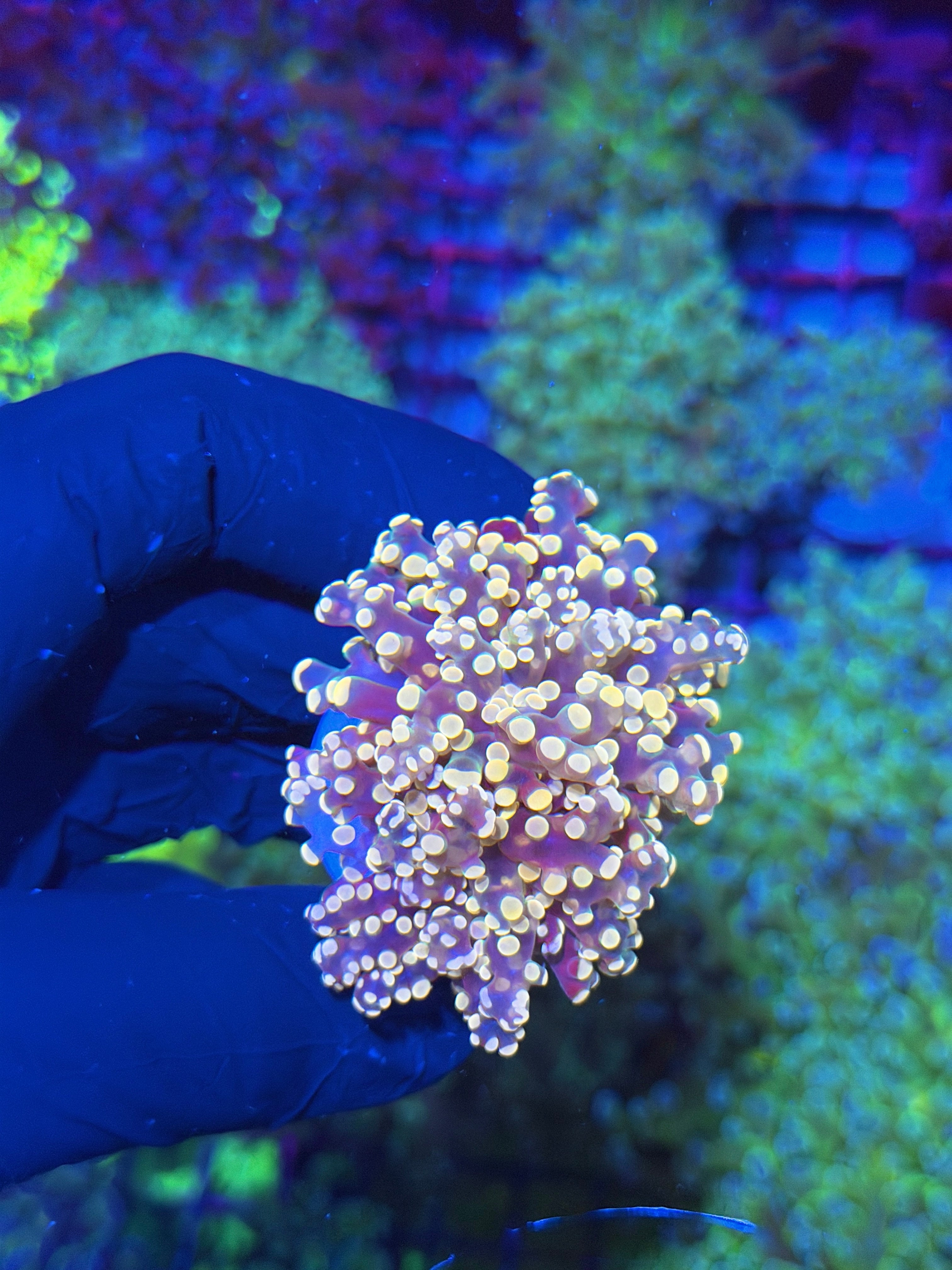 JEA Princess Peach Frogspawn 1 XL Head Splitting 7/22