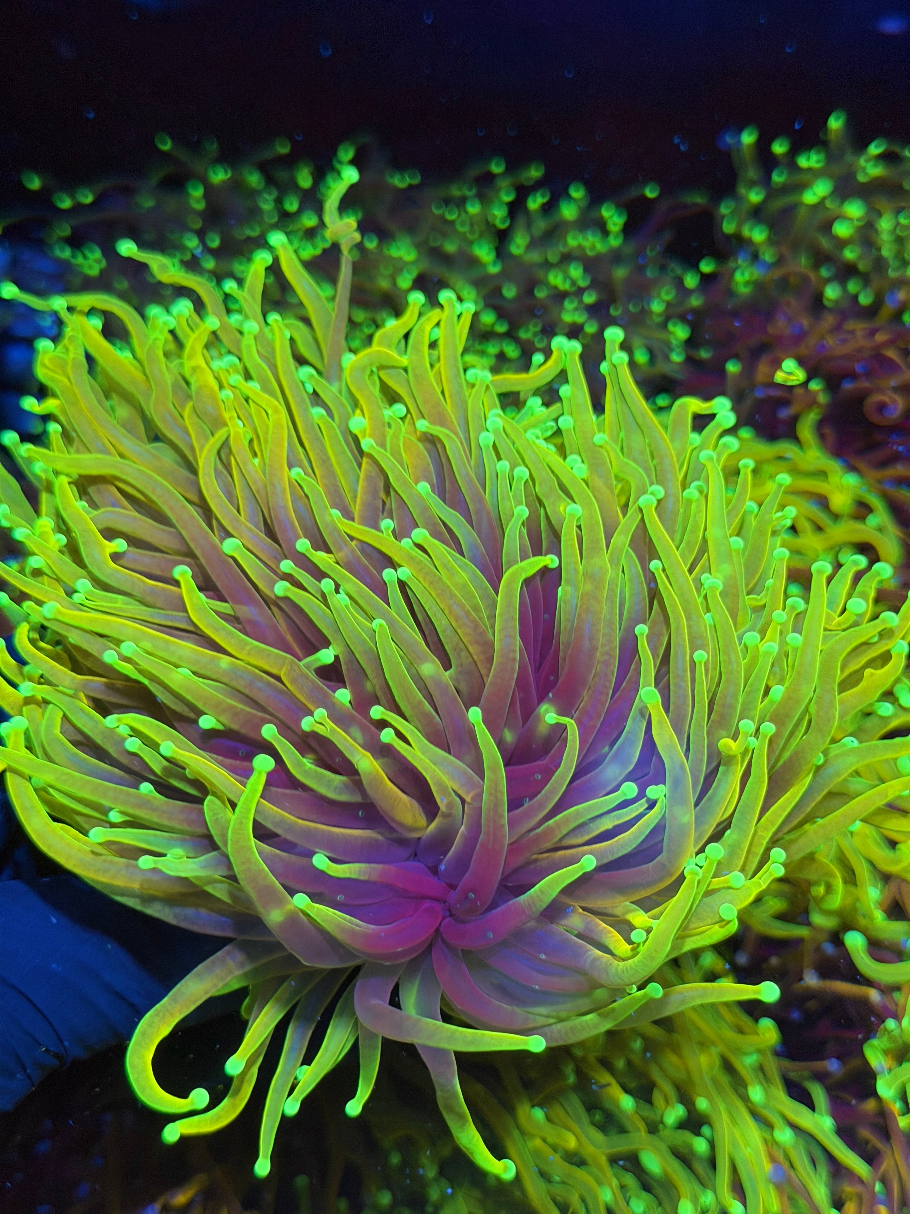 JEA Hellfire Torch Coral Mini Colony Cluster XXXL Bright Crazy Extension