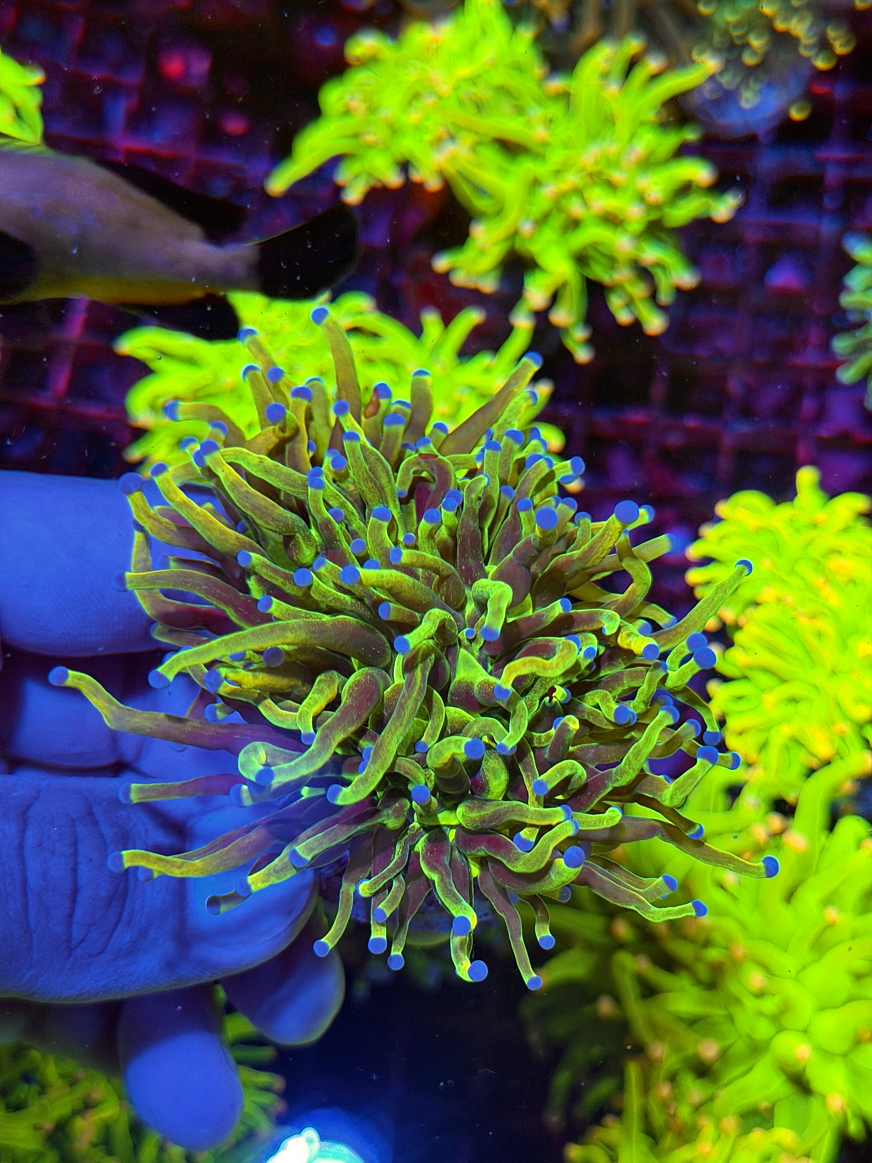 JEA Grafted Glitter Holy Grail Torch Coral 2 XXL Heads