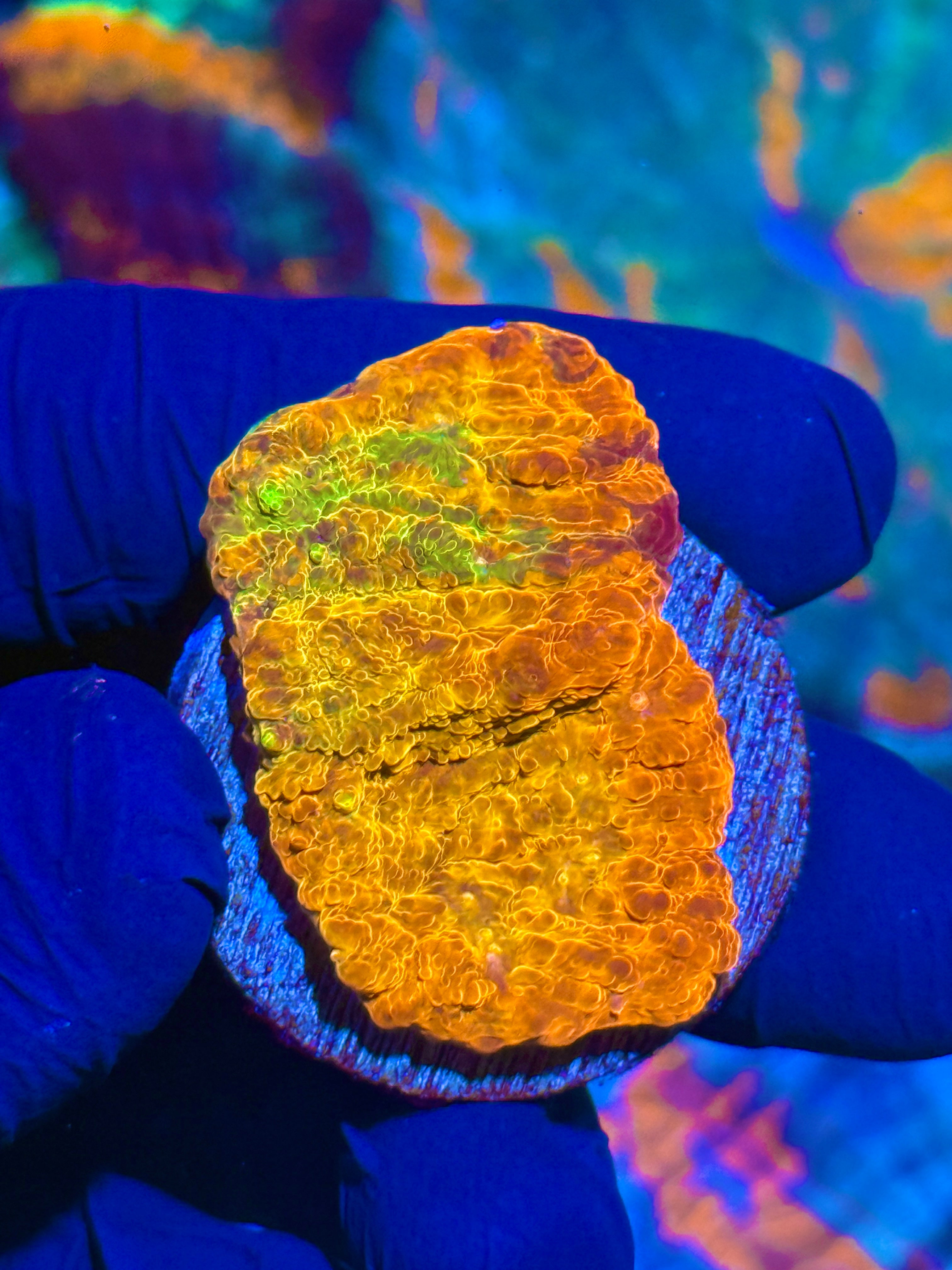 JEA Rainbow Meltdown Chalice Coral