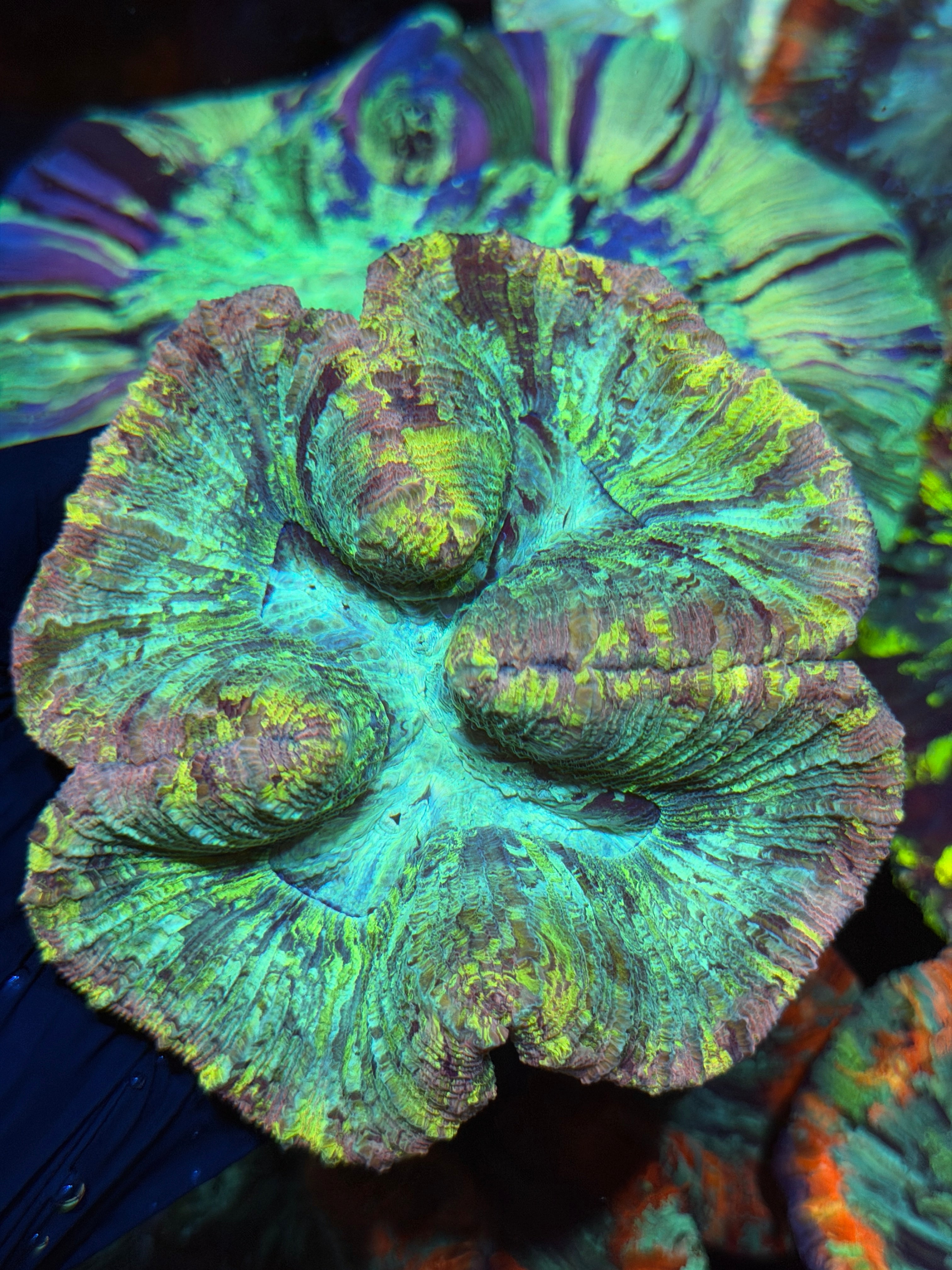 Pink Splatter Trachyphyllia Meat Coral XL 9/6