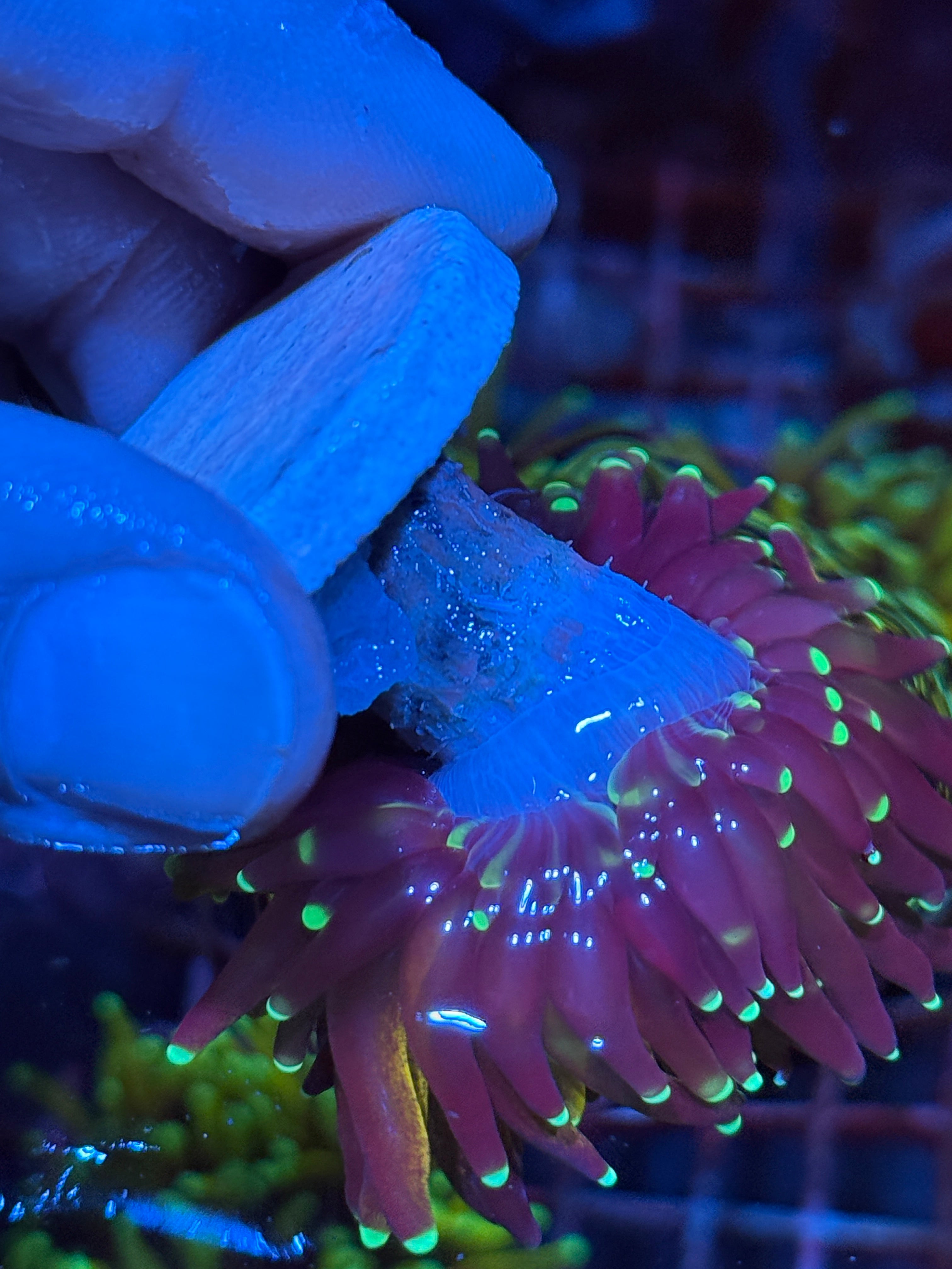 JEA Tiger 2.0 Torch Coral 10/12