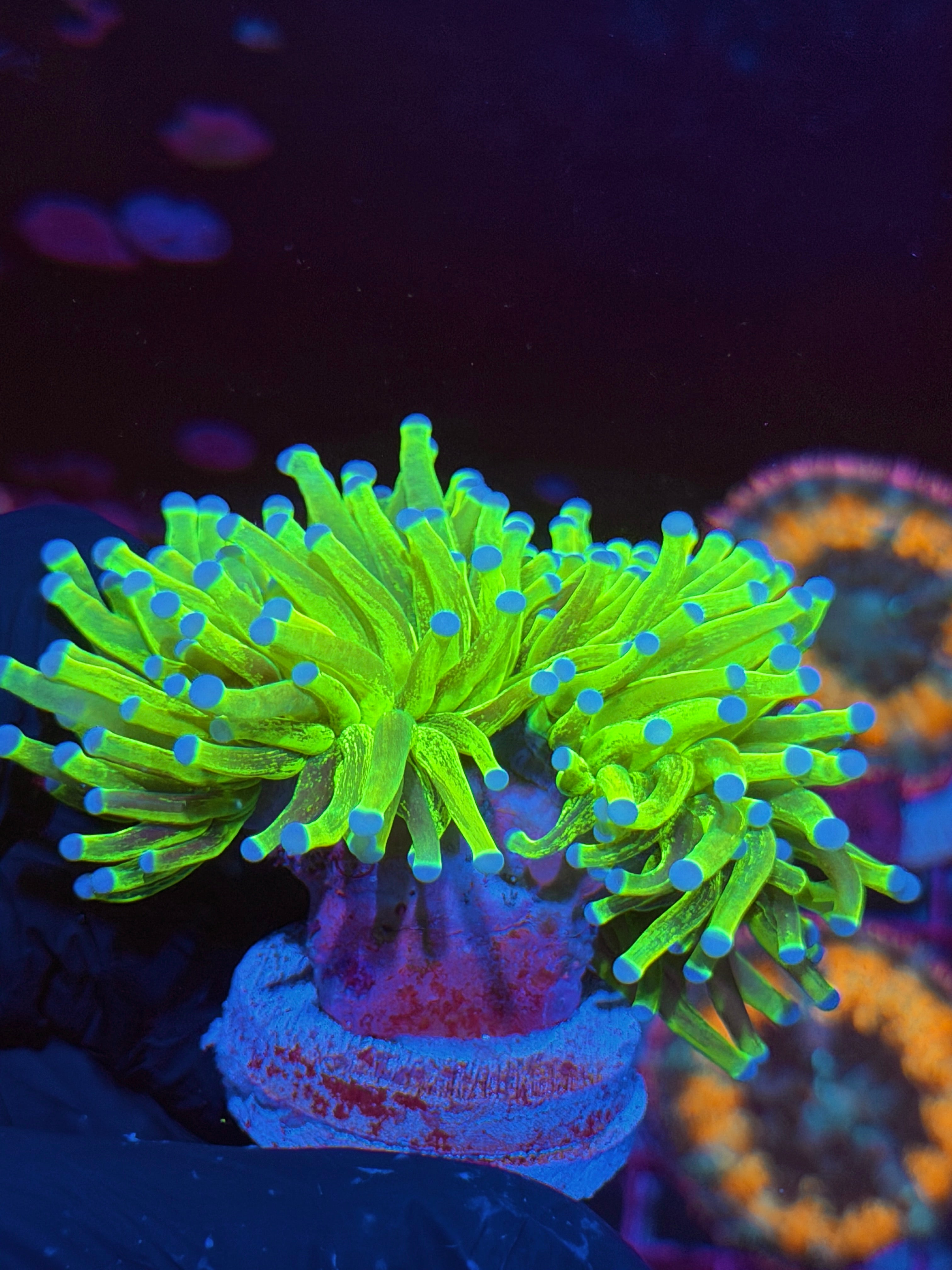 JEA Grafted Glitter Holy Grail Torch Coral 2 Heads XXXL Splitting to 3 6/3