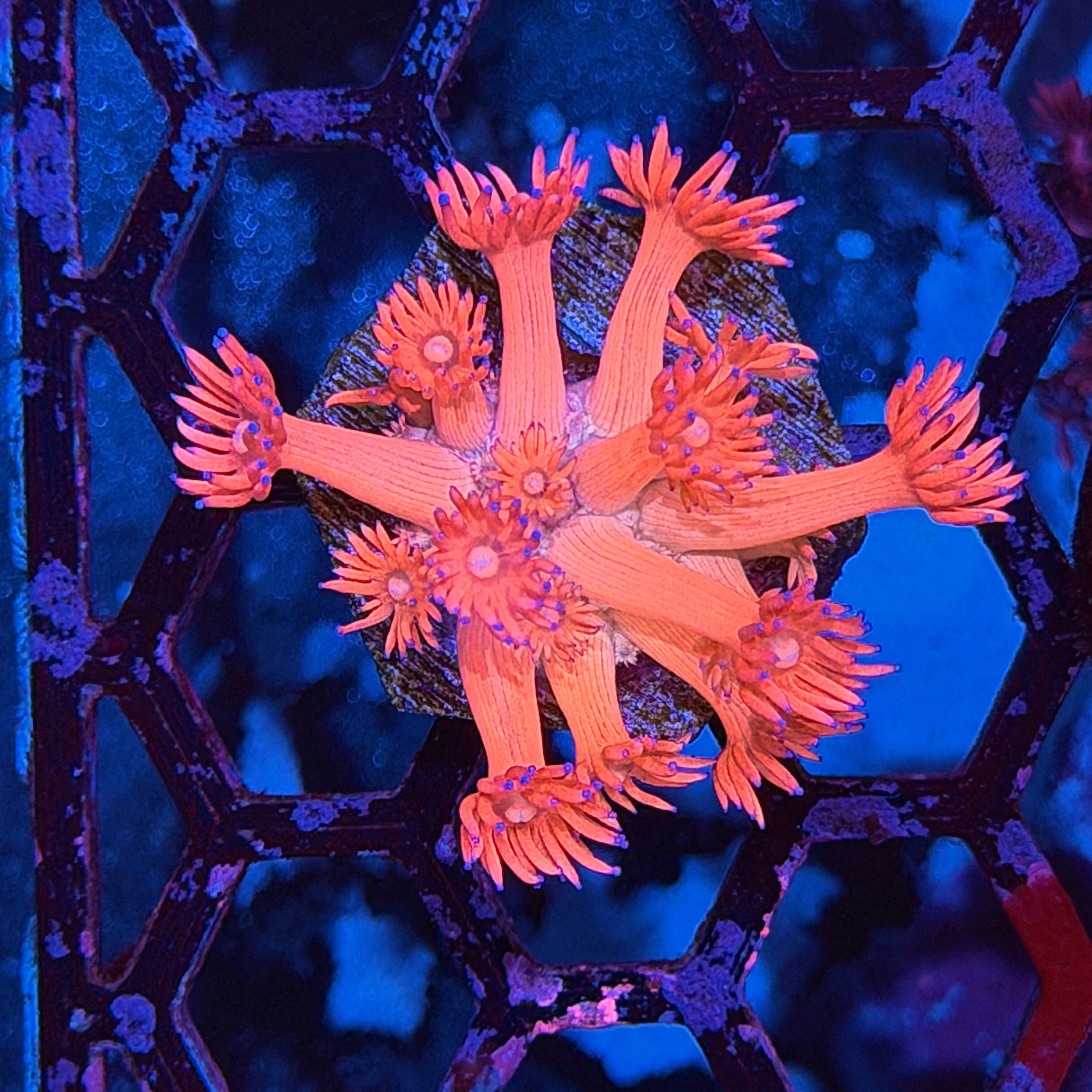 Jay's Exotic Corals