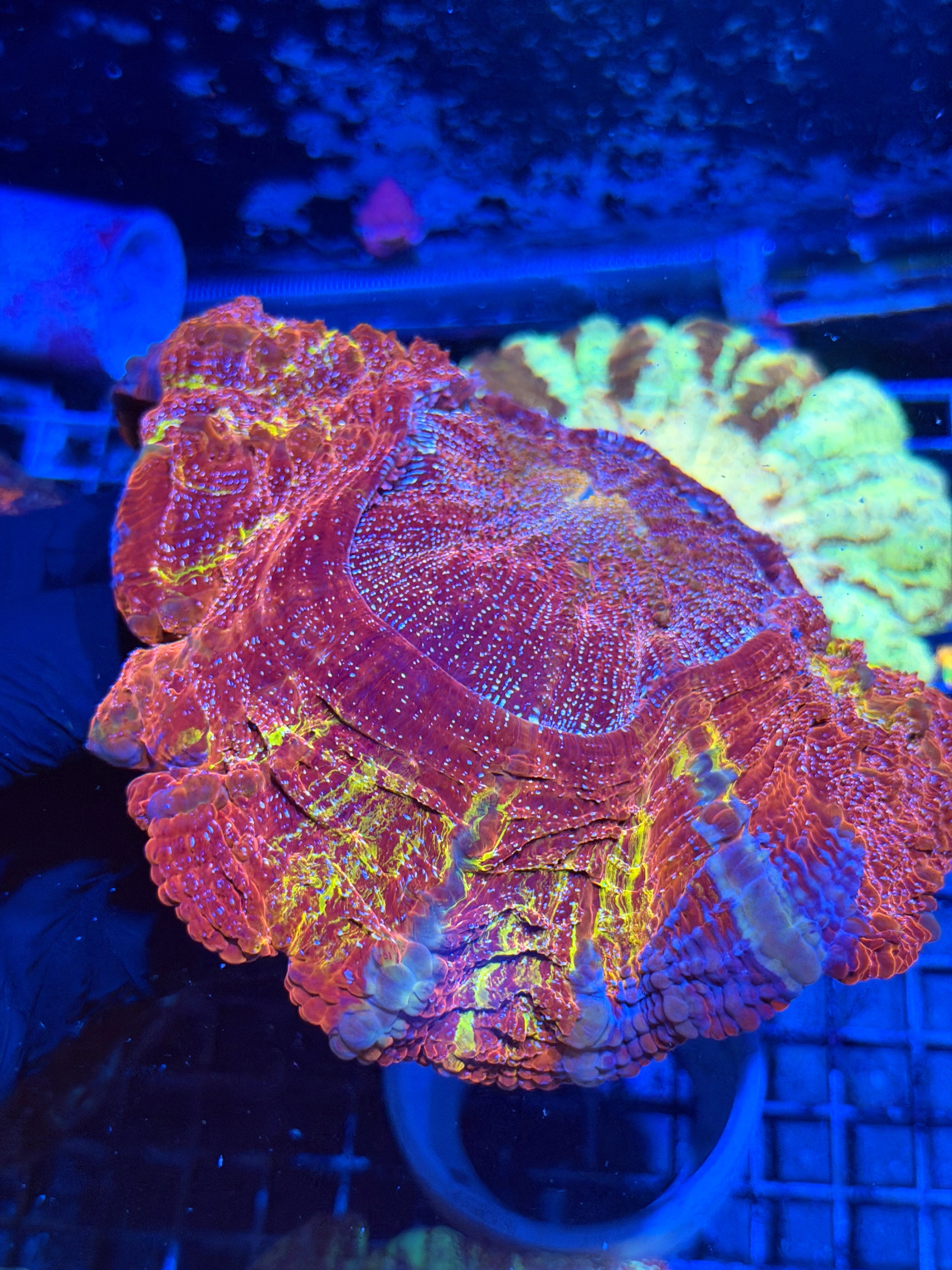 Red Grafted Glitter Acanthophyllia Meat Coral XXXL Show Piece
